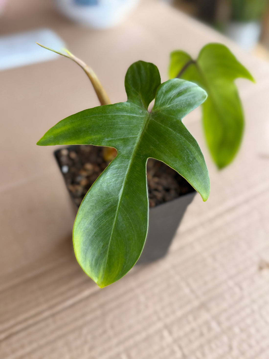 Easy Care House Plants