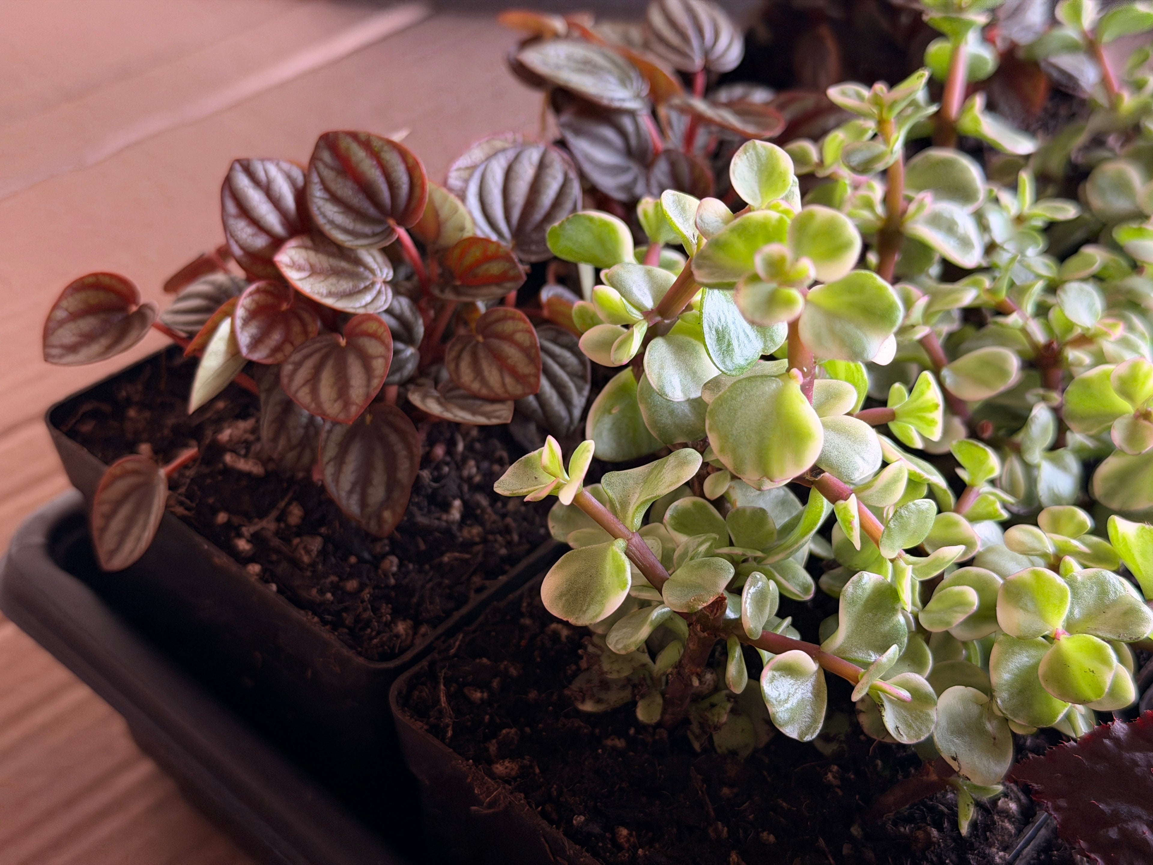 Vibrant Foliage Collection