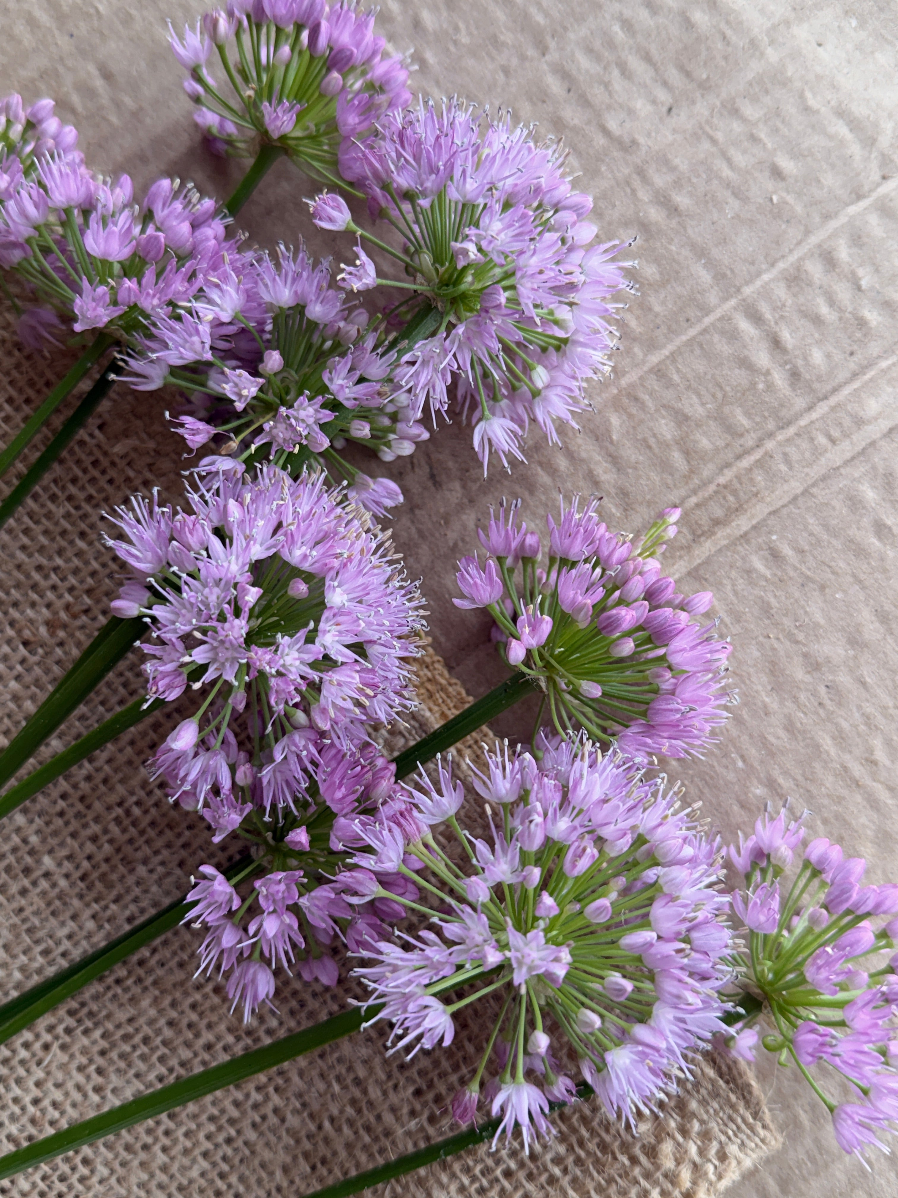 Allium - Millennium