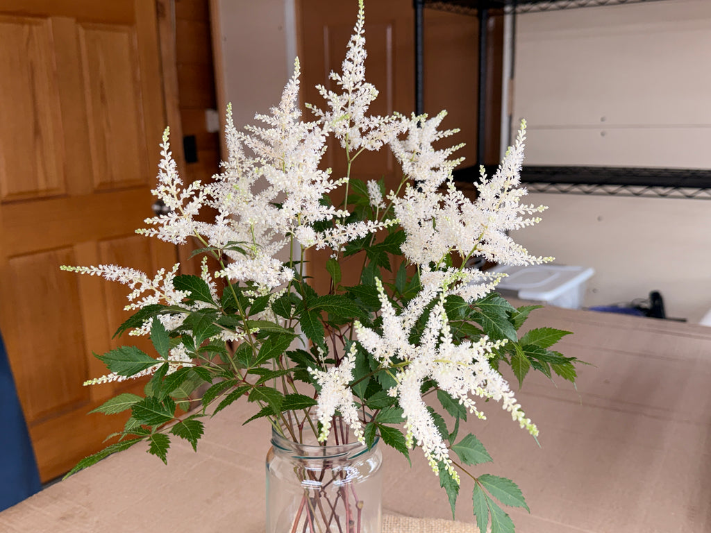 Astilbe Plumes