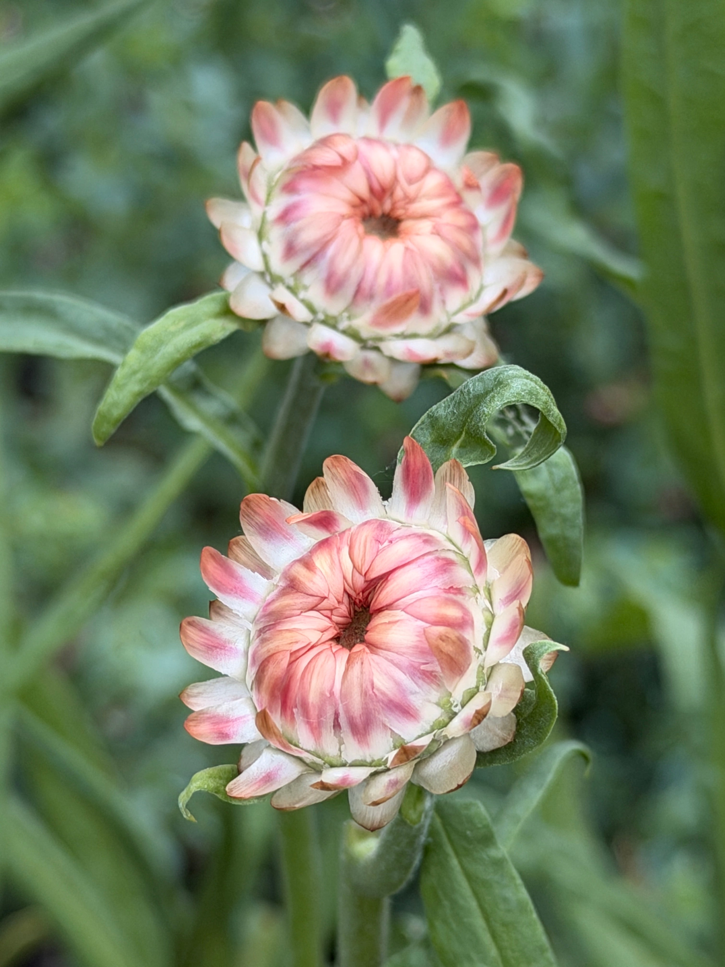 Strawflower - King Sized Salmon