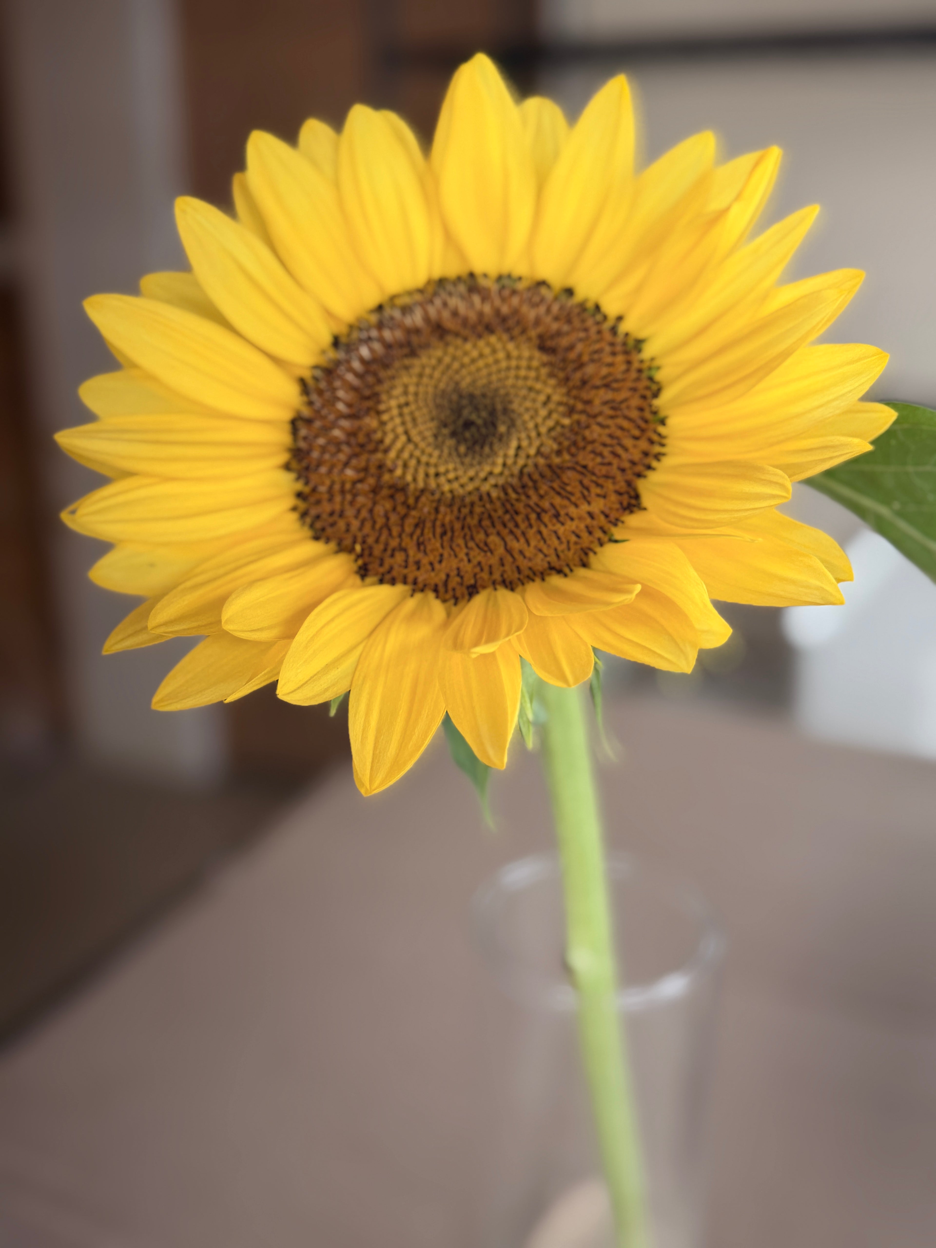 Sunflower - Procut Peach