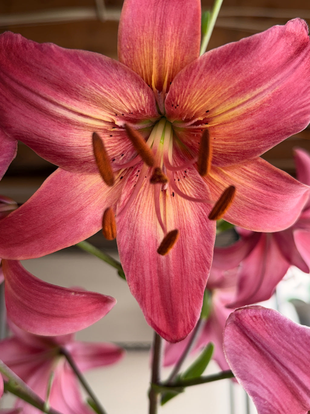 Lily - Pink Flight