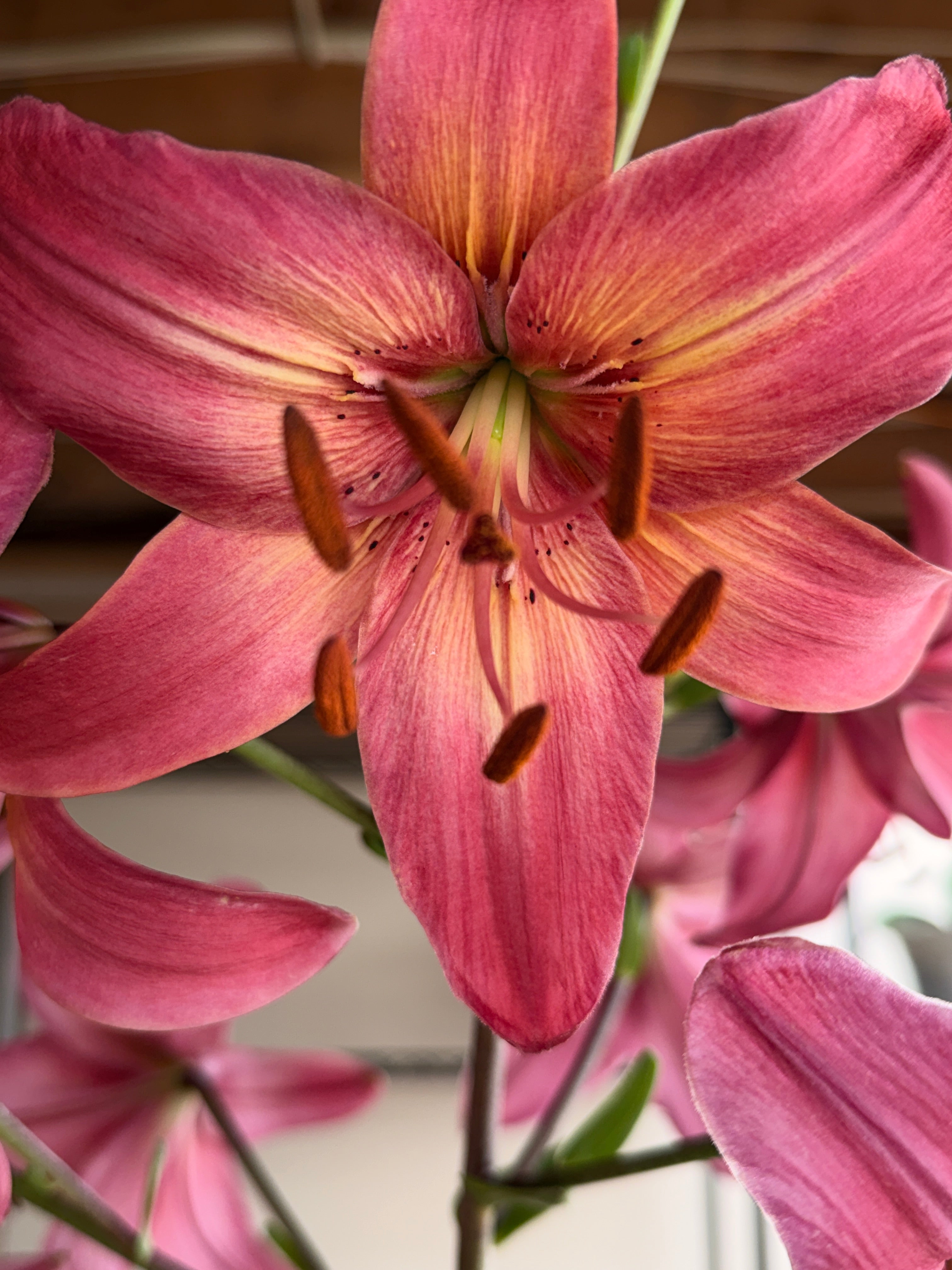 Lily - Pink Flight