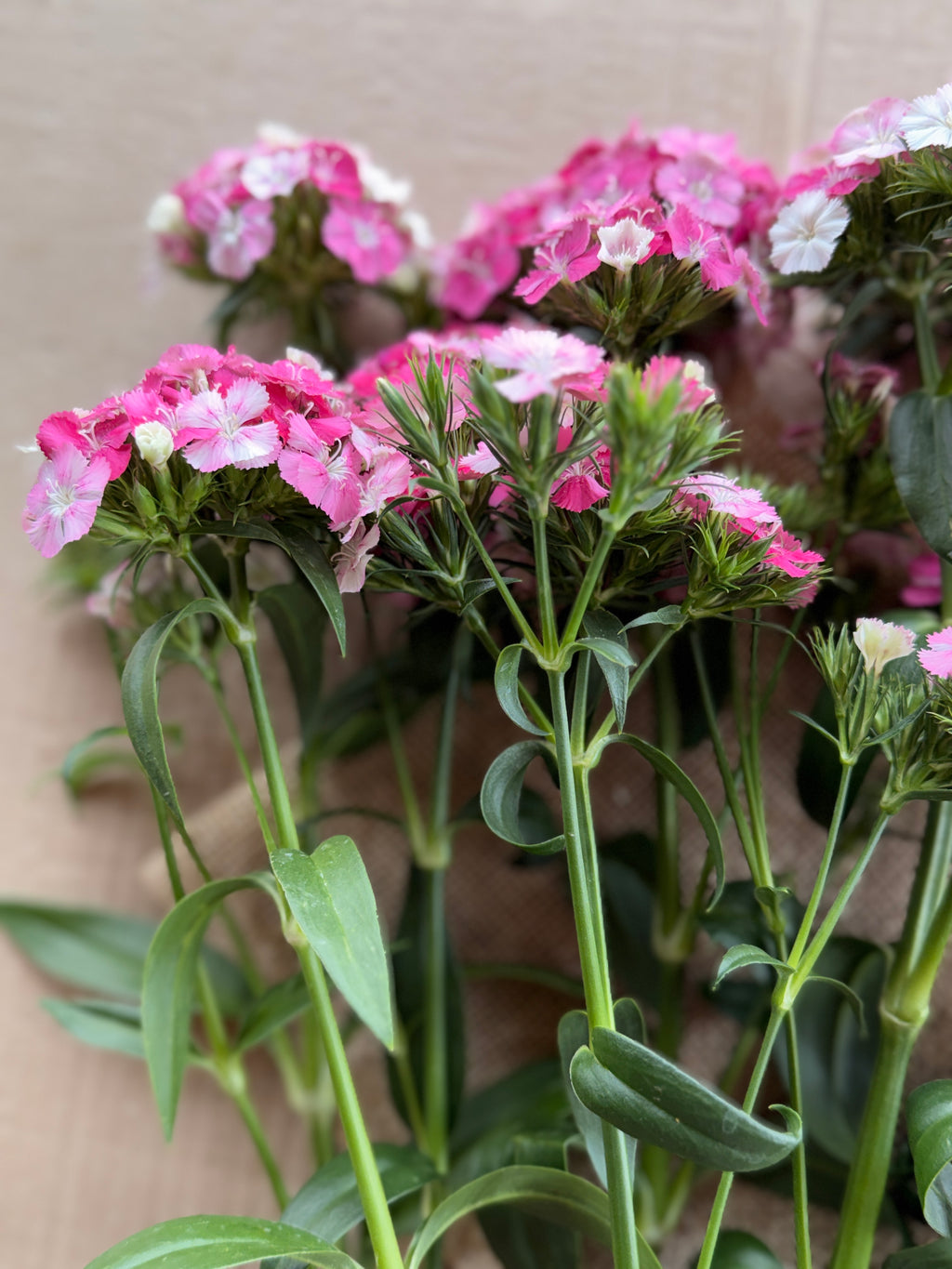 Dianthus - Pink & White