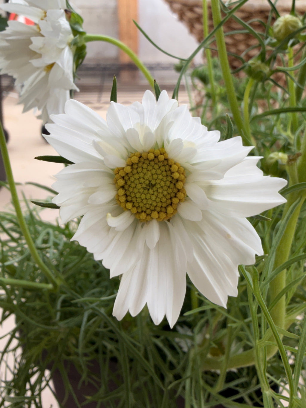 Cosmos - Snow Puff