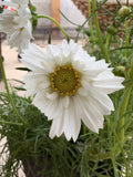 Cosmos - Snow Puff