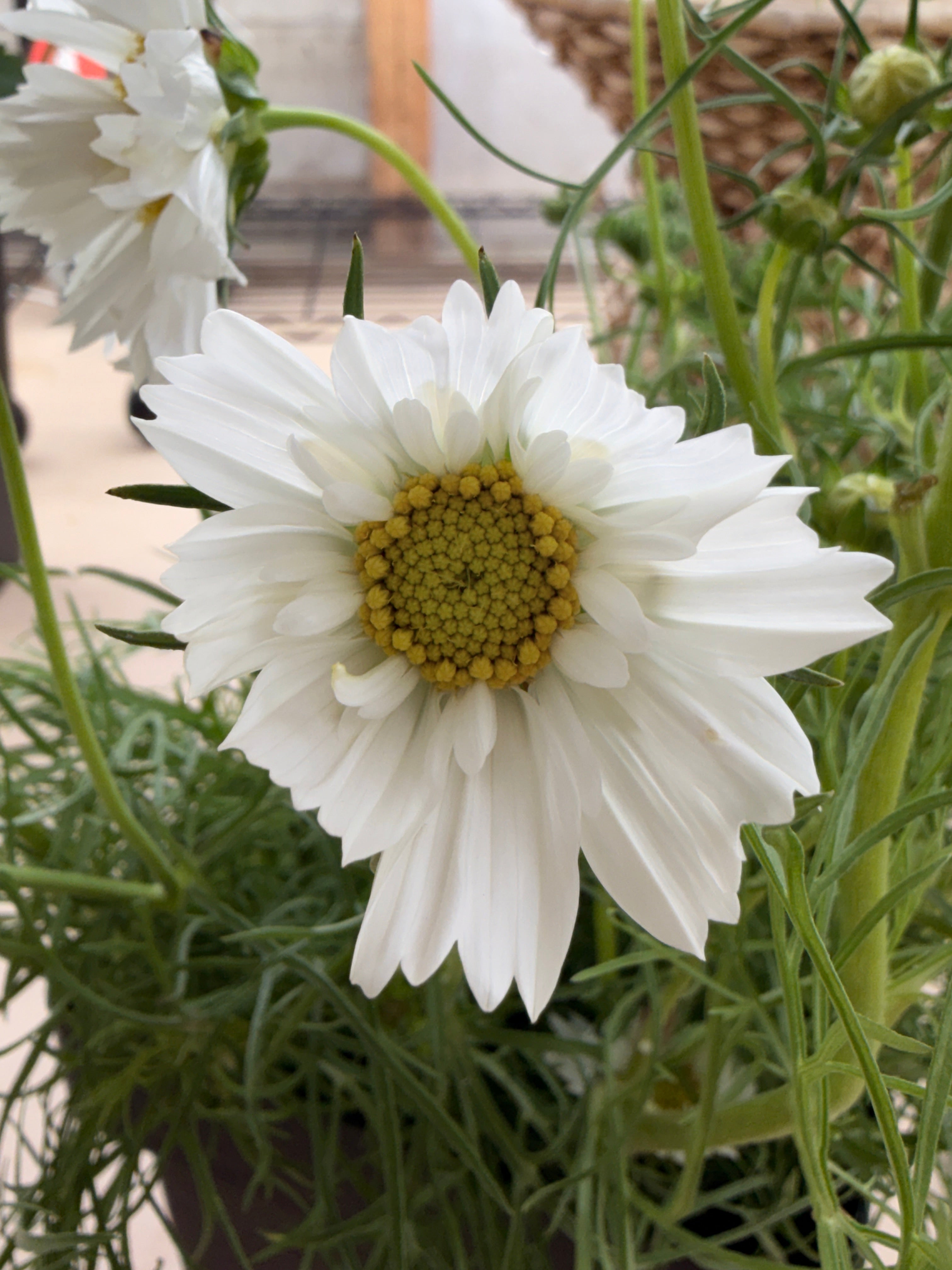 Cosmos - Snow Puff