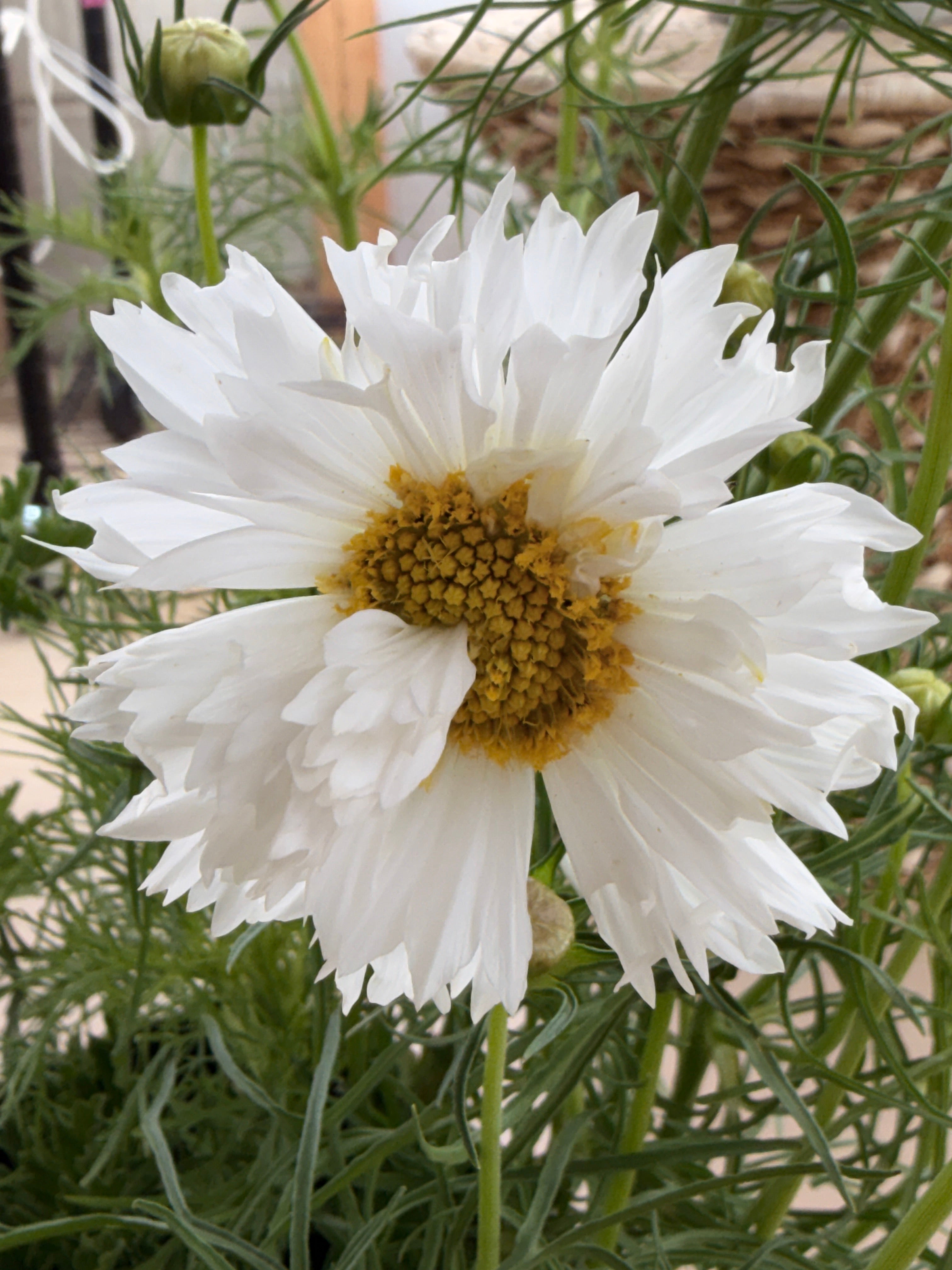 Cosmos - Snow Puff