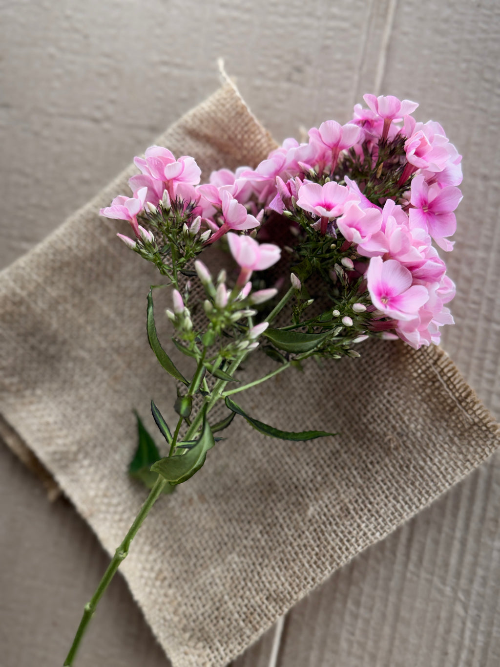 Phlox - Light Pink