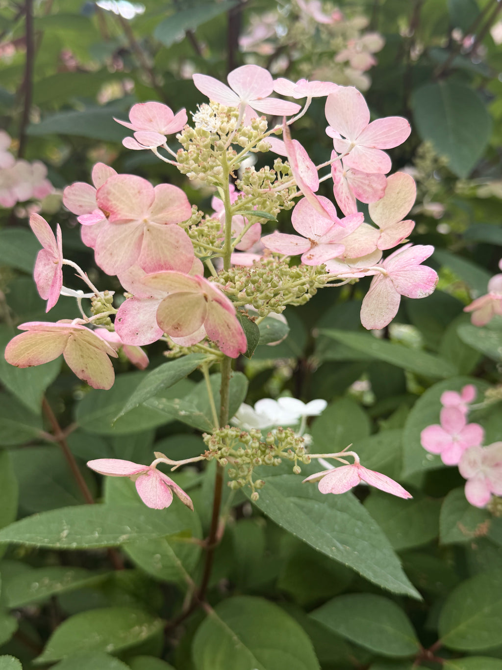 Hydrangea - Quick Fire
