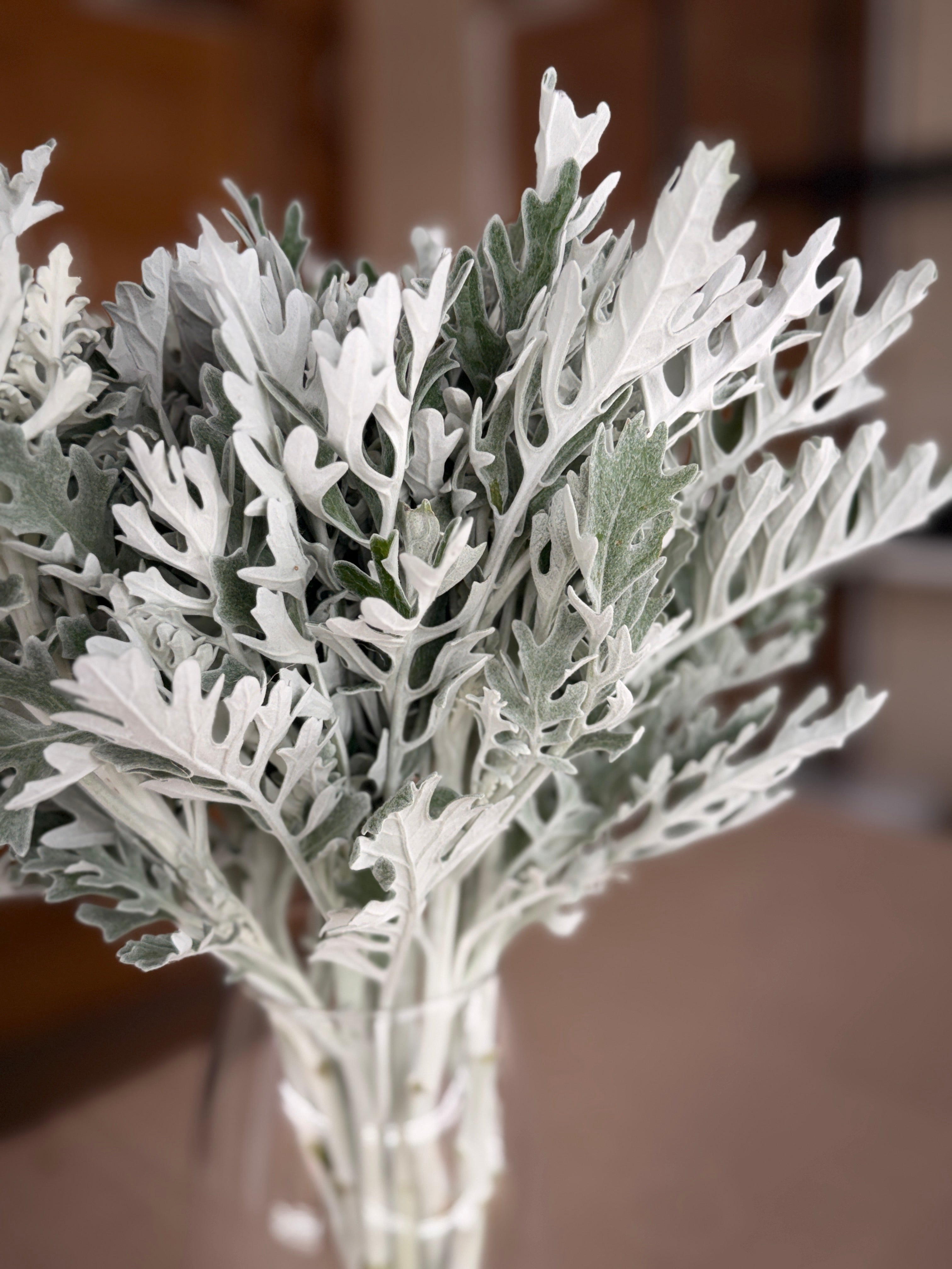 Dusty Miller - Lacy Texture