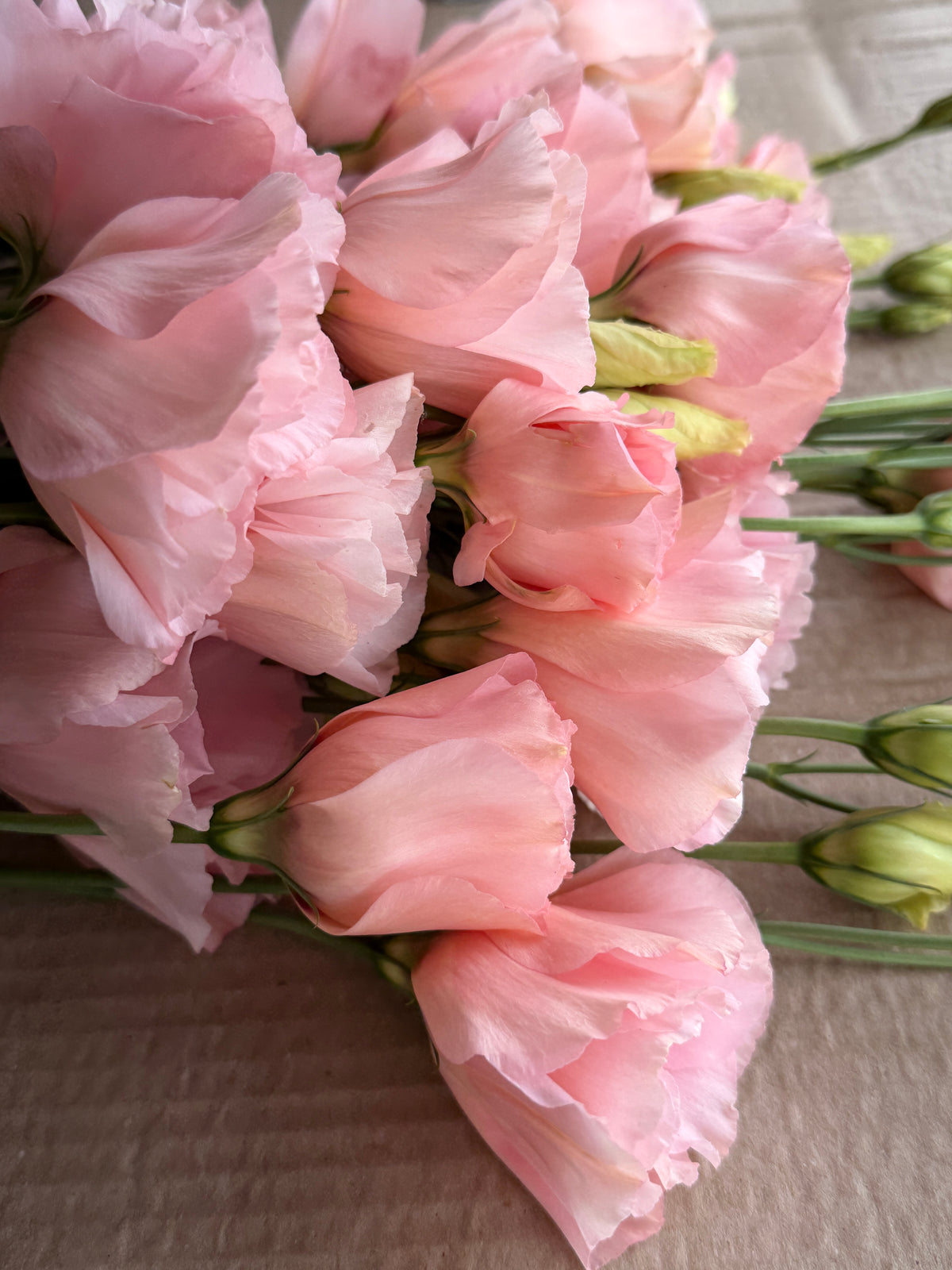 Lisianthus - Peach