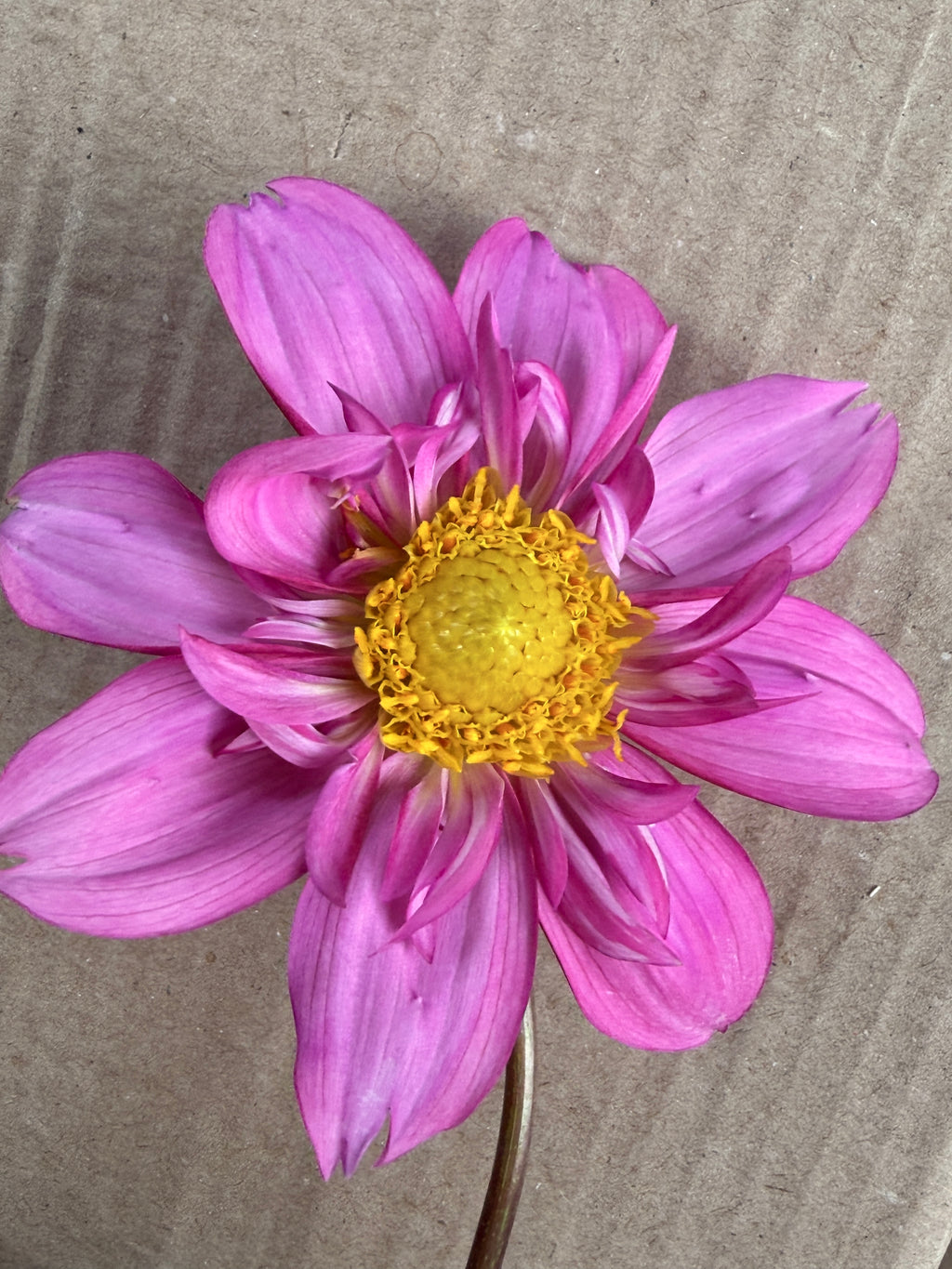 Dahlia - Anemone or Collarette (Mix)
