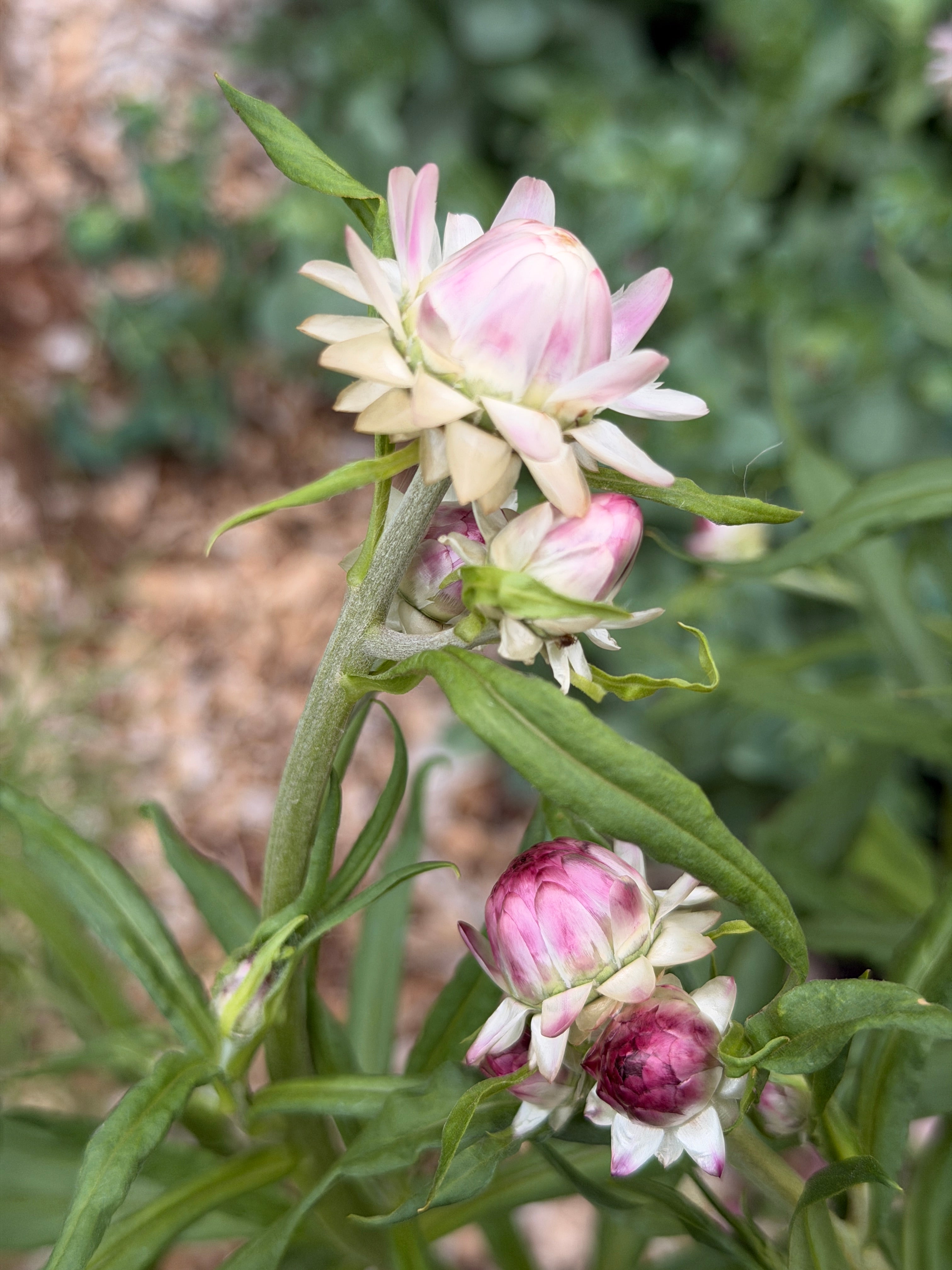 Strawflower - Blush Pink