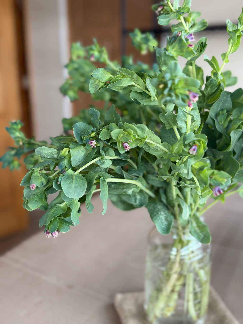 Cerinthe