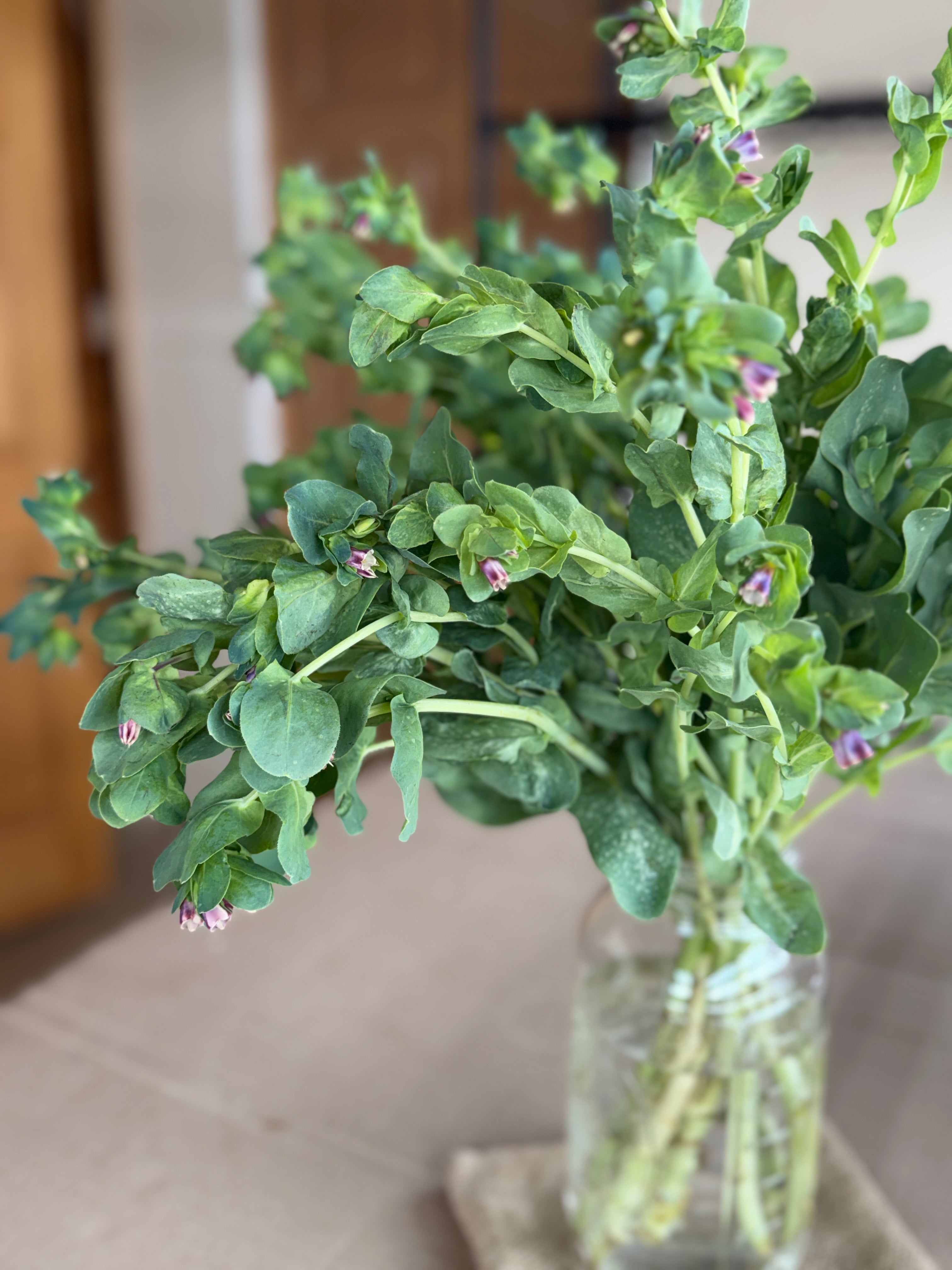 Cerinthe
