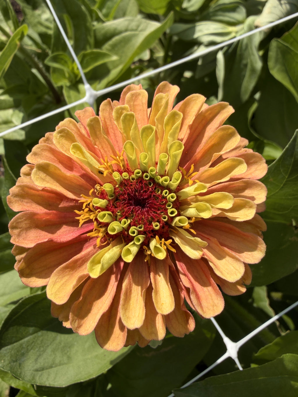 Zinnia - Queen Lime Orange