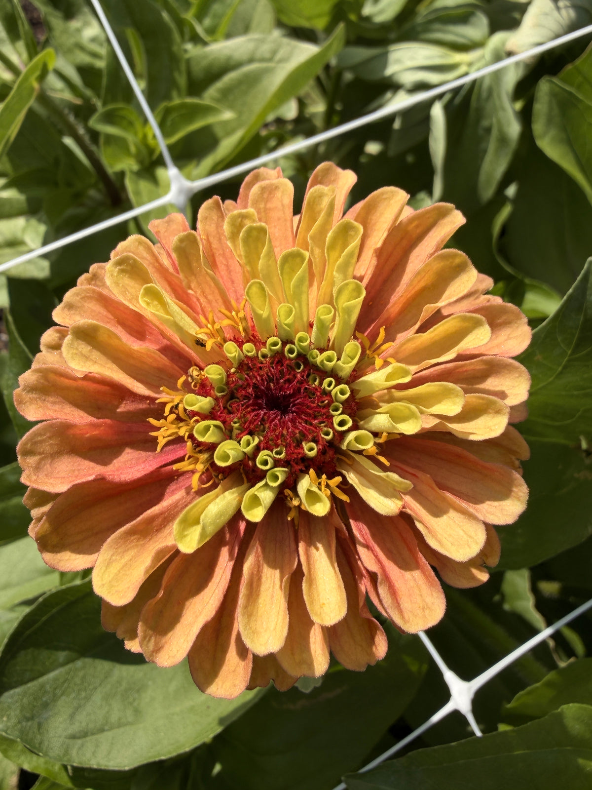 Zinnia - Queen Lime Orange