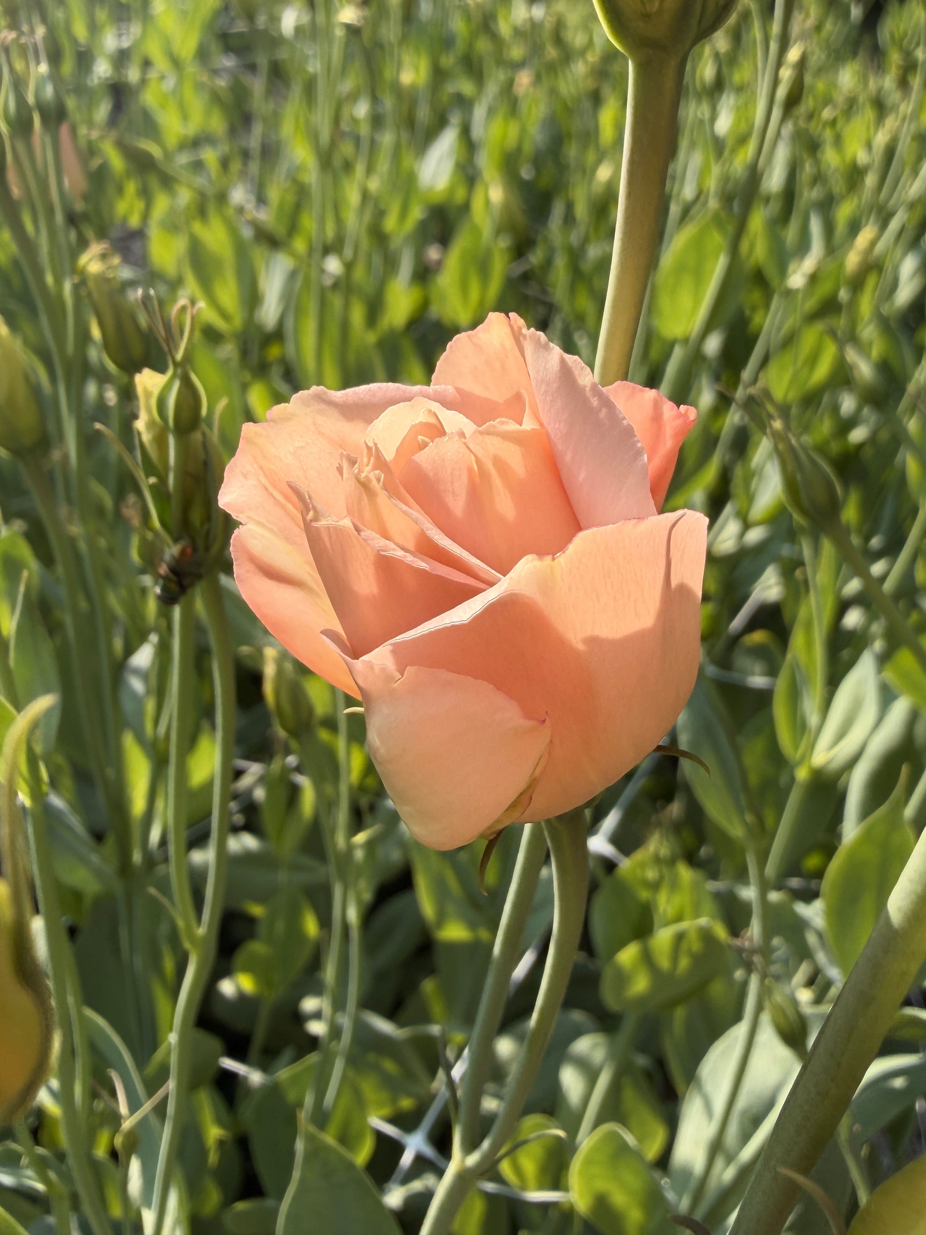 Lisianthus - Peach