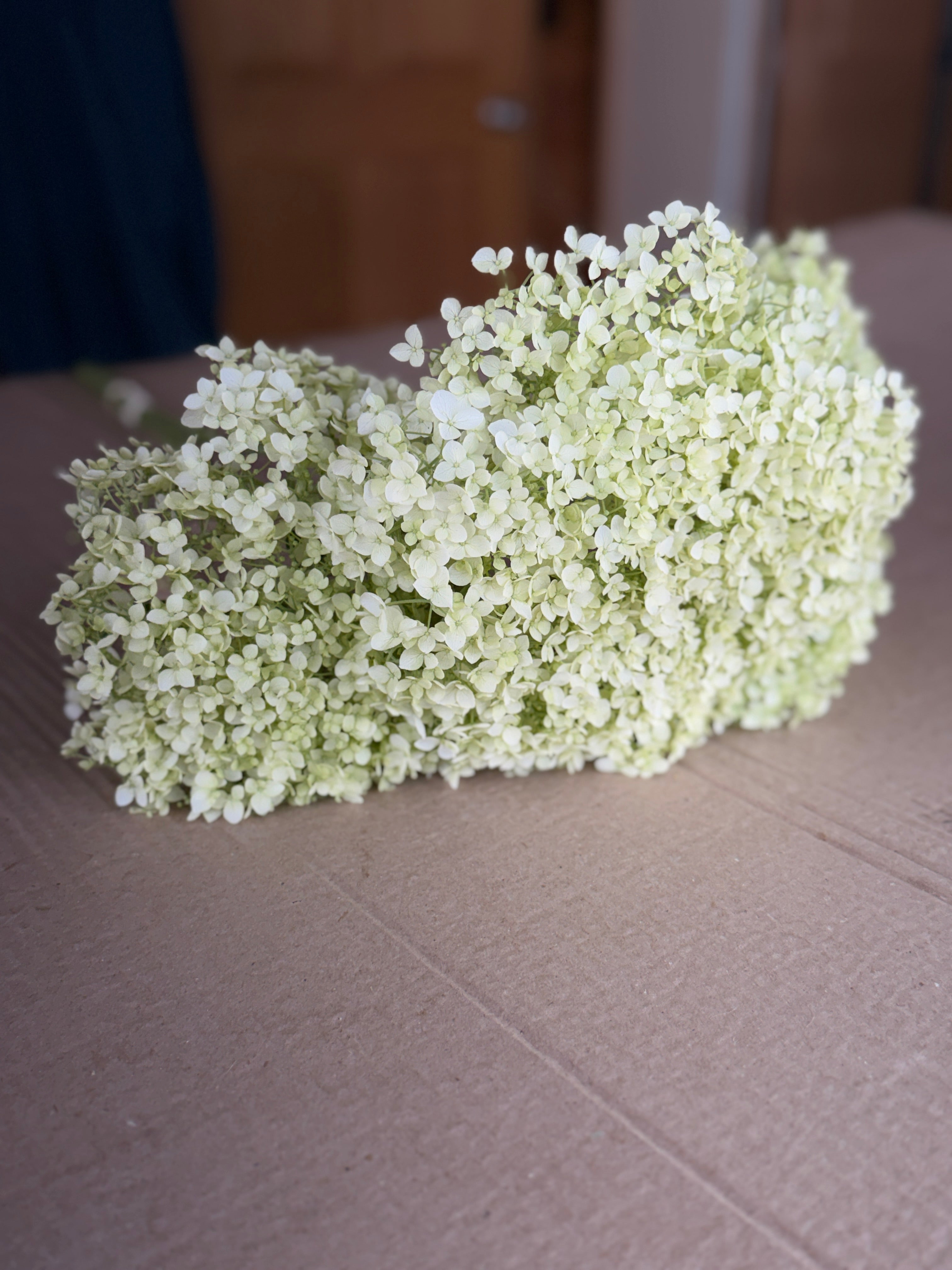 Hydrangea - Large White