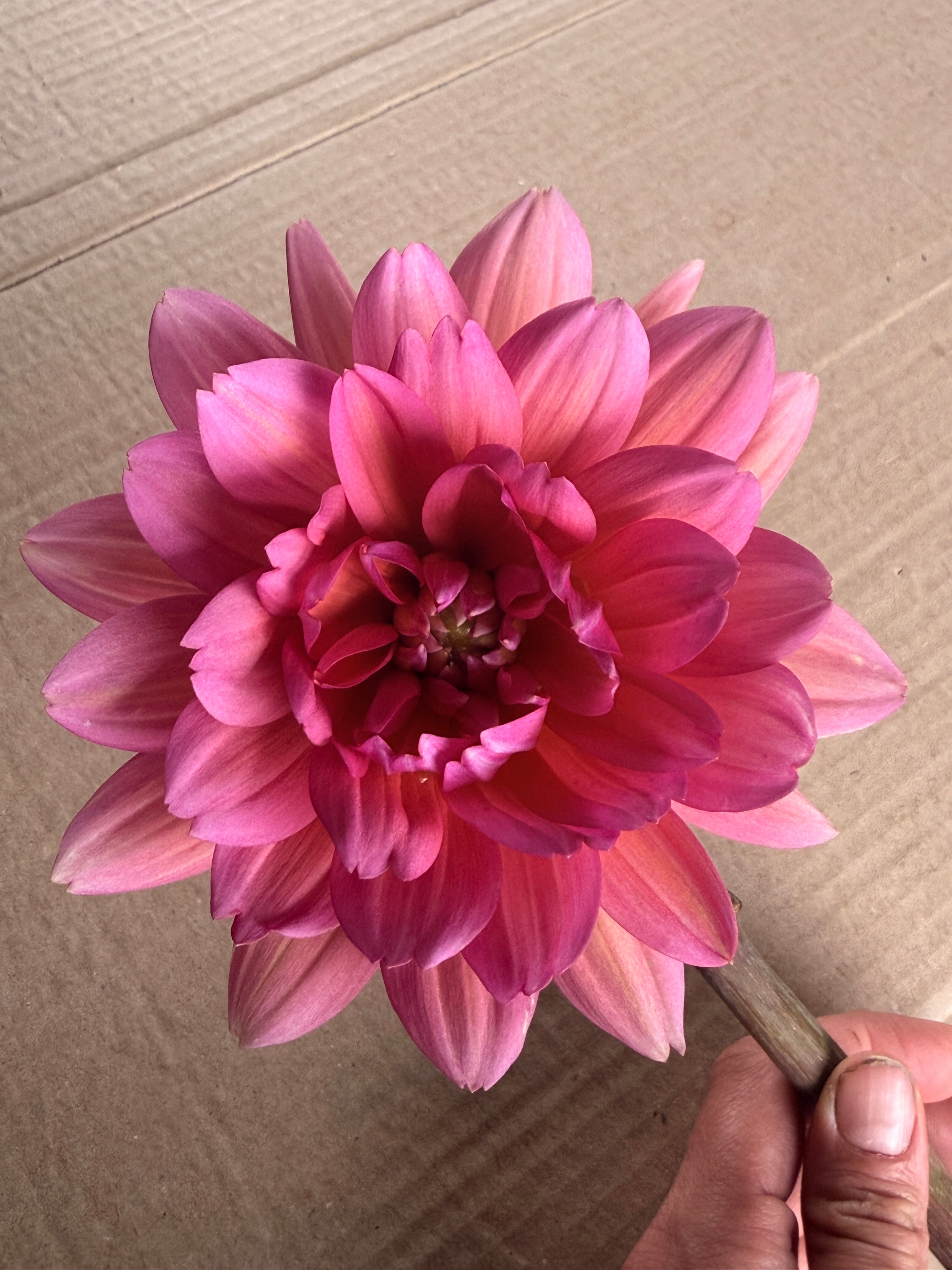 Dahlia Stem - Great Silence