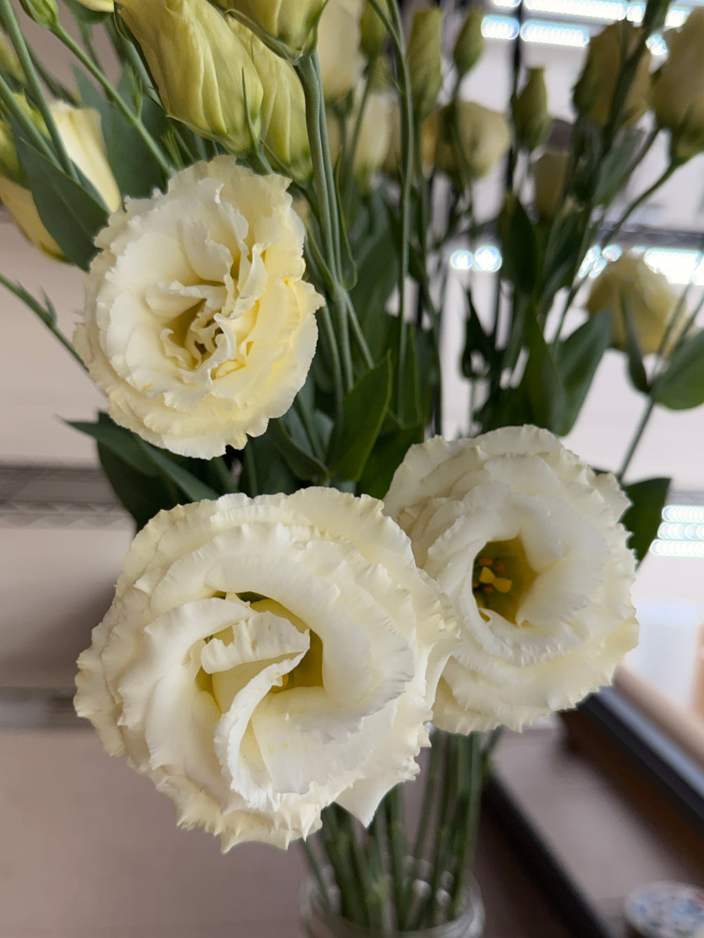 Lisianthus - Primrose