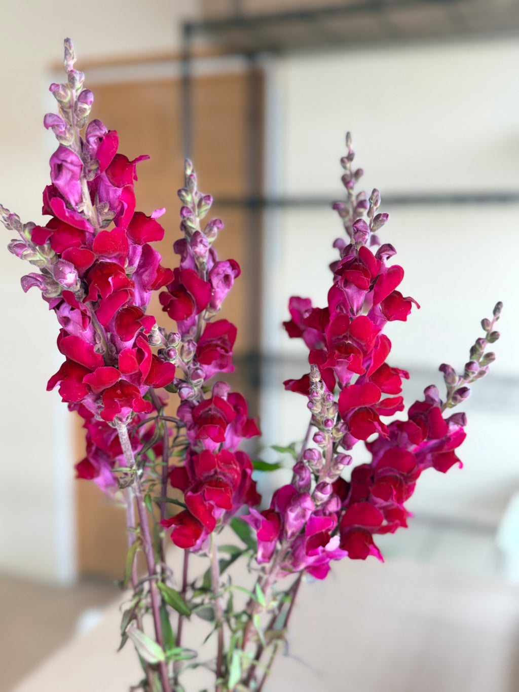 Snapdragon - Costa Red