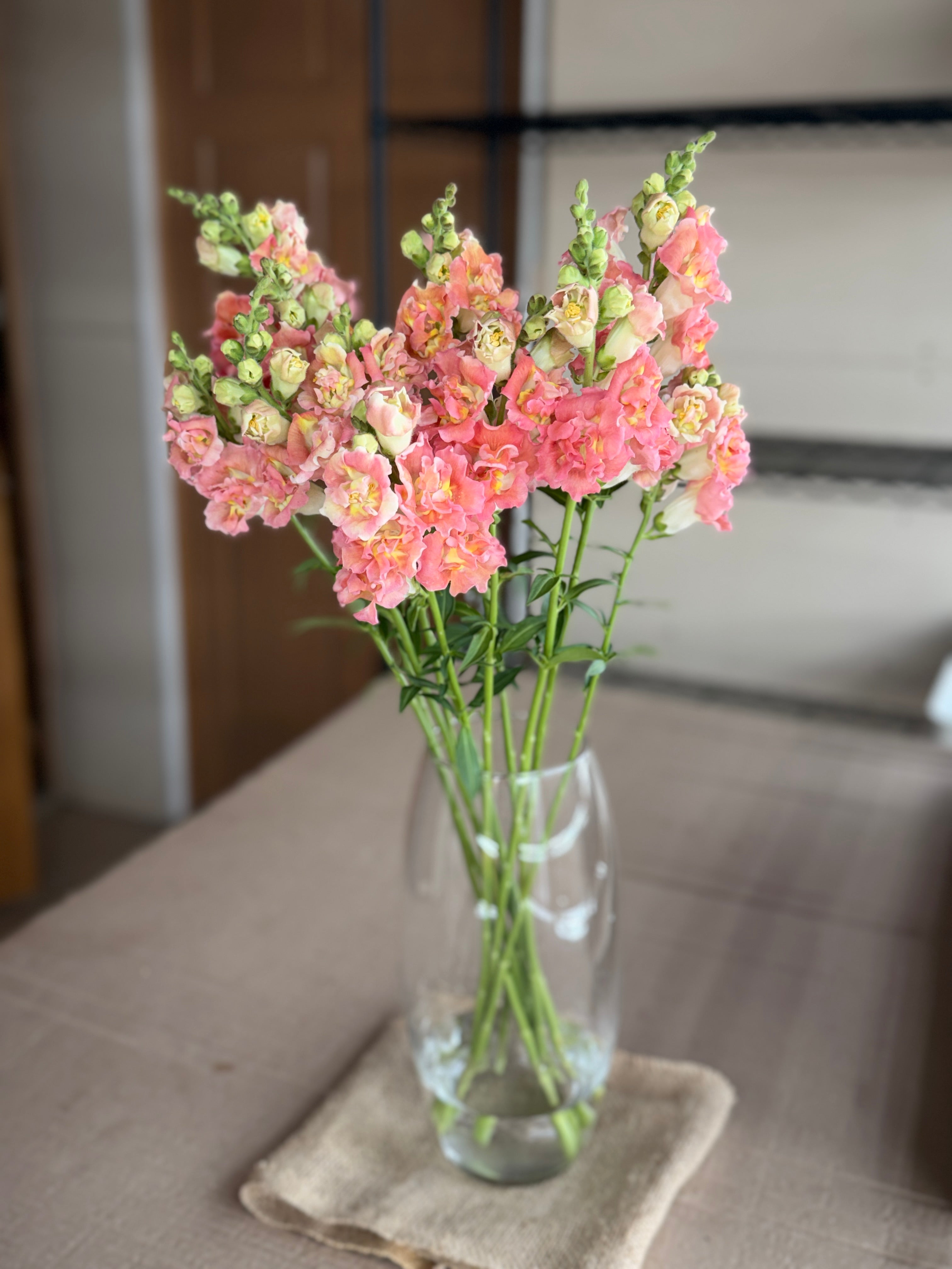 Snapdragon - Butterfly Bronze and White