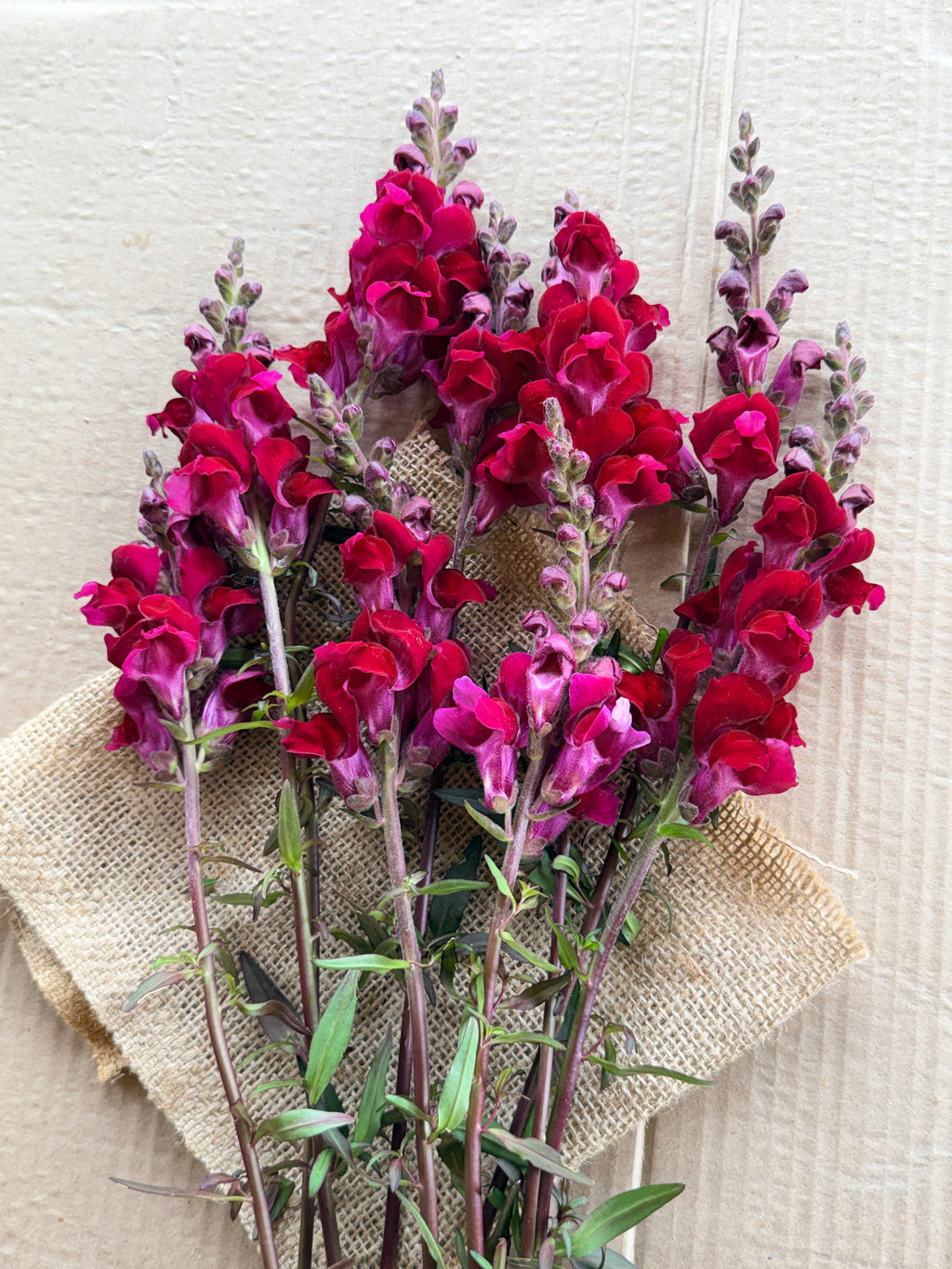Snapdragon - Costa Red