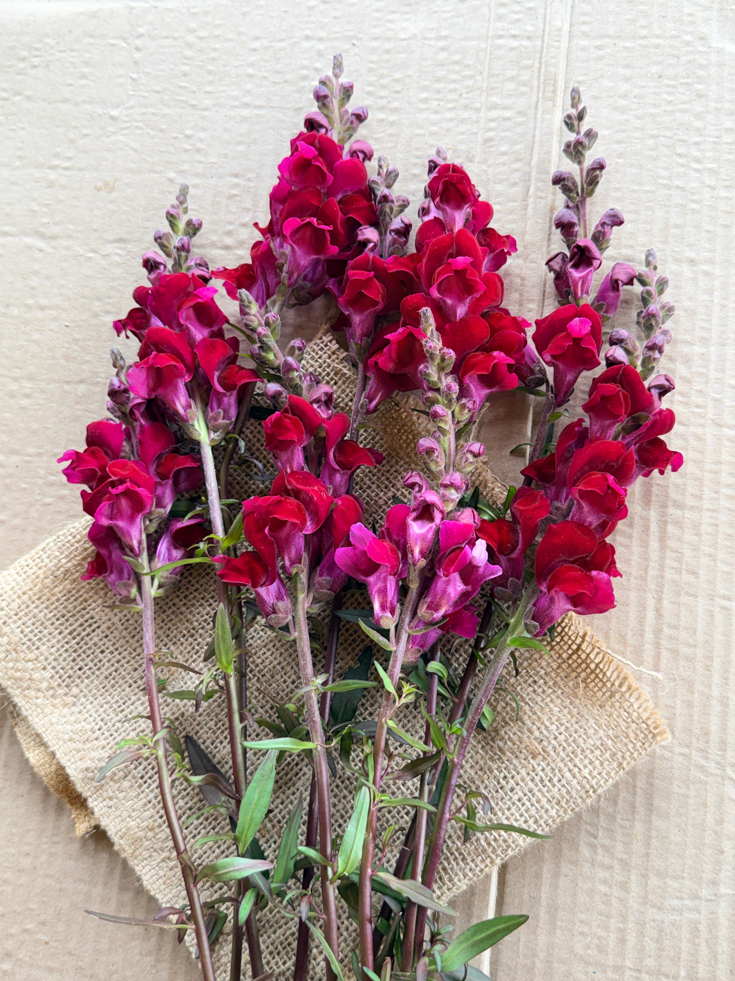 Snapdragon - Costa Red