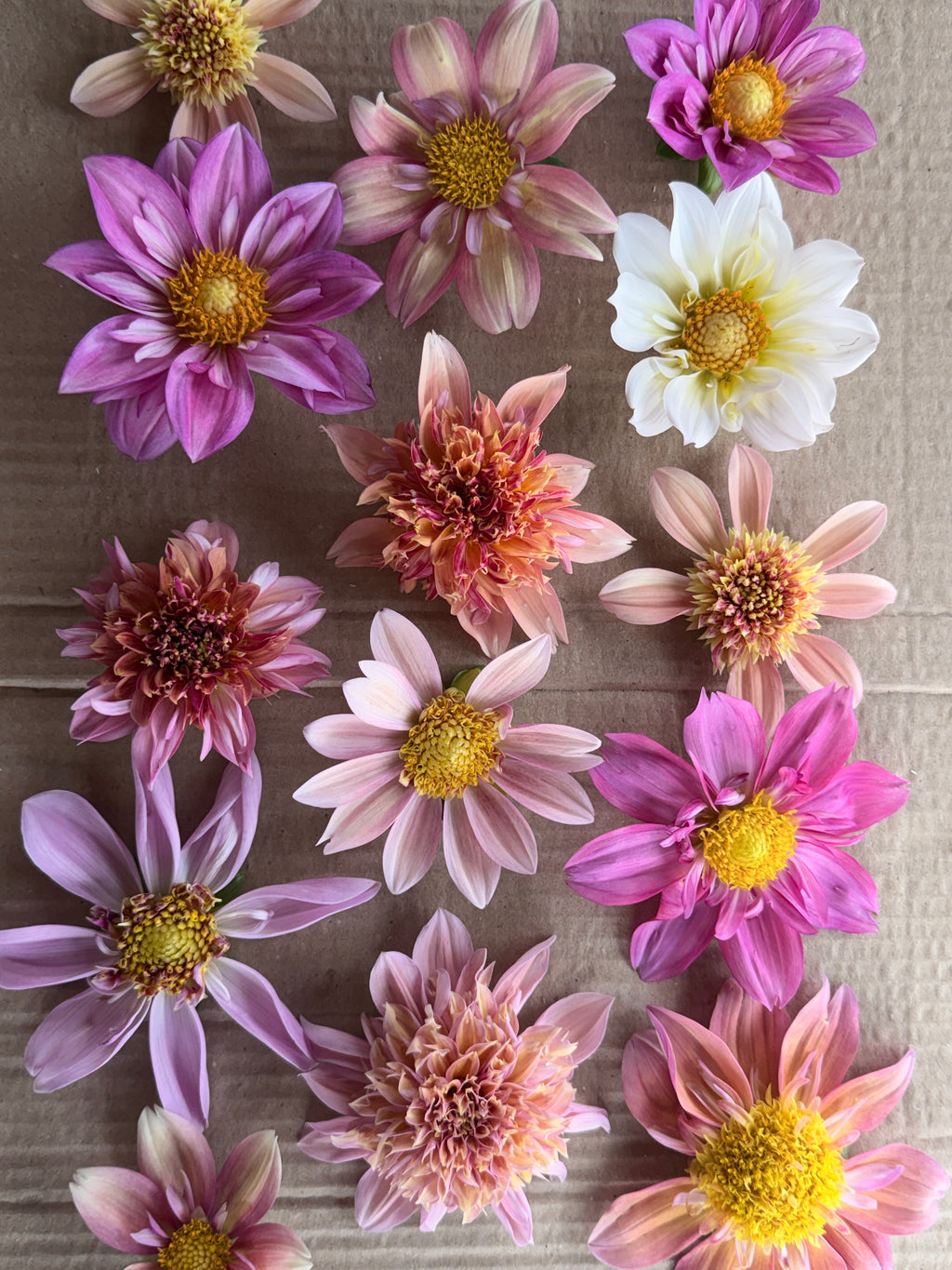 Dahlia - Anemone or Collarette (Mix)