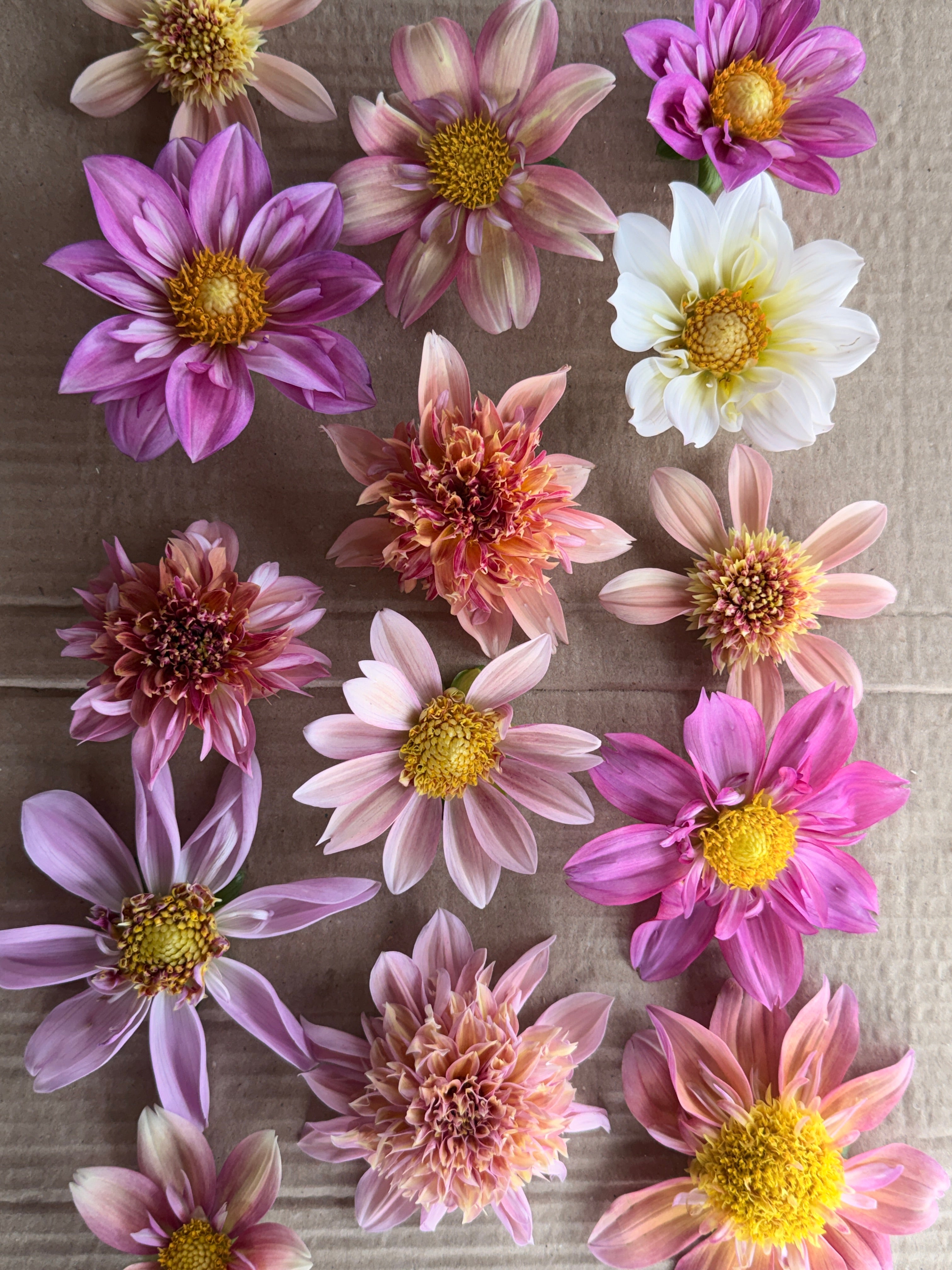 Dahlia - Anemone or Collarette (Mix)