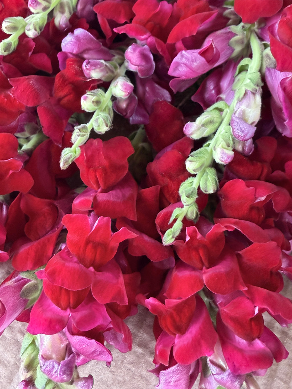 Snapdragon - Potomac Red