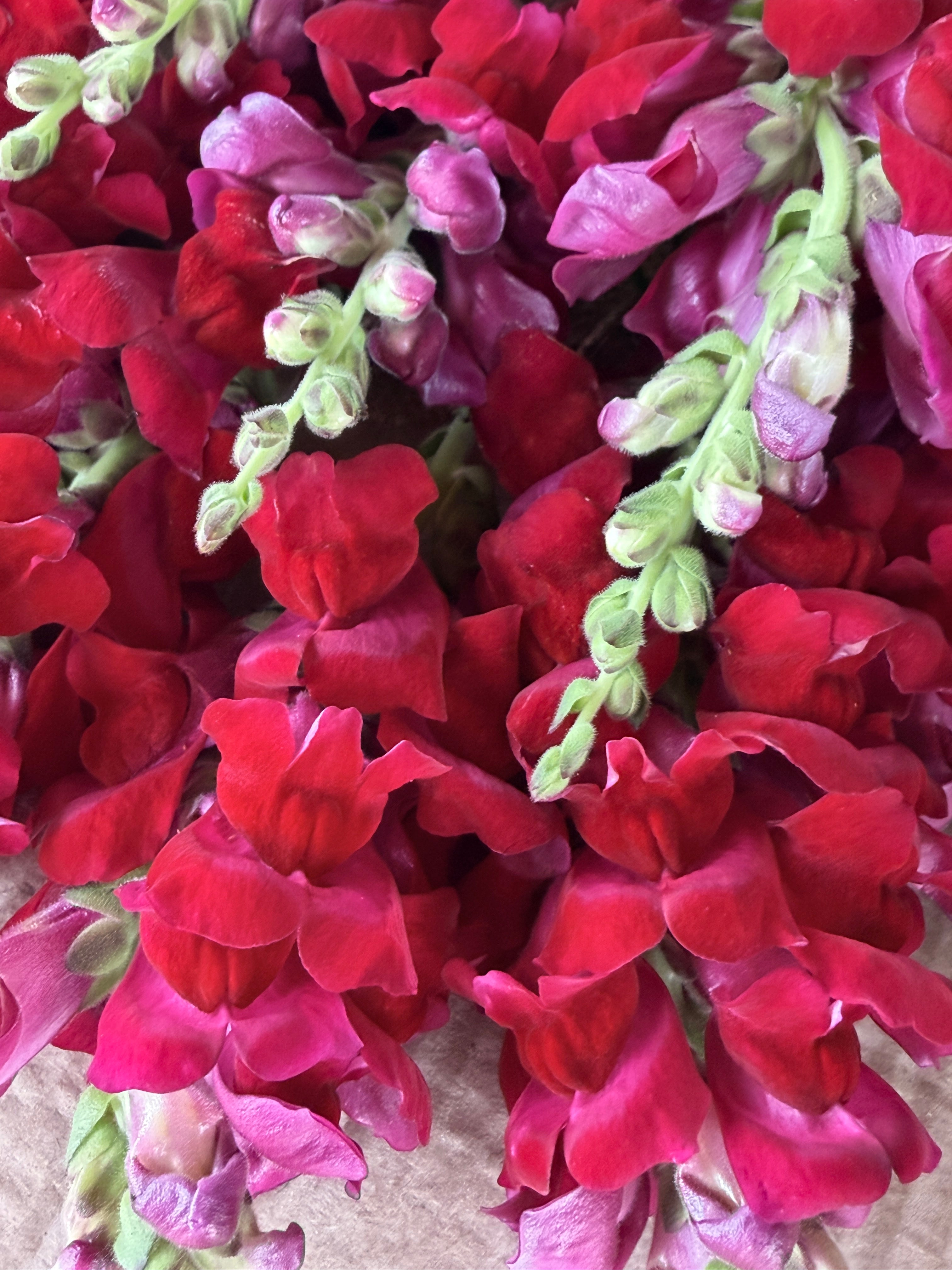 Snapdragon - Potomac Red
