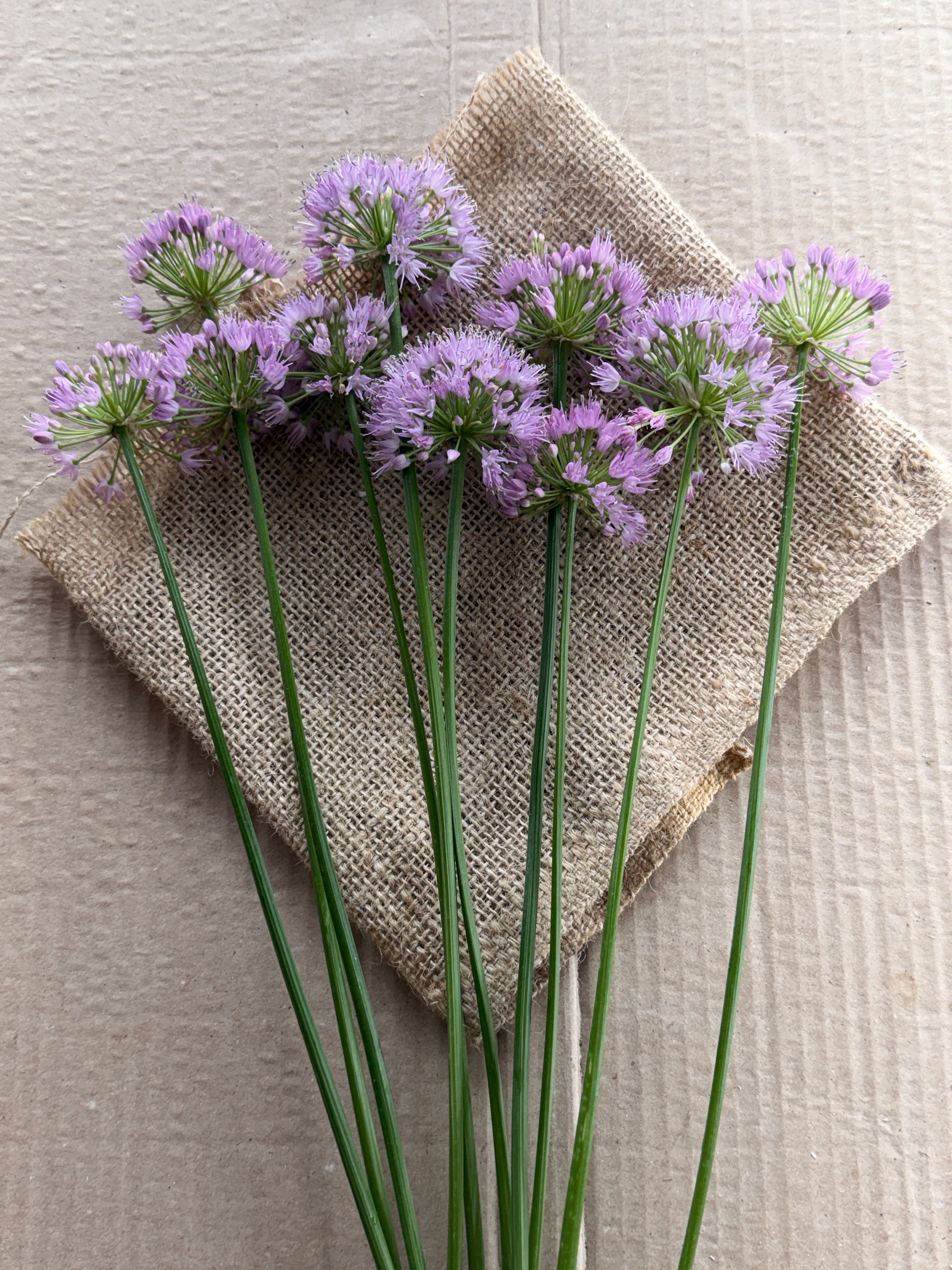 Allium - Millennium