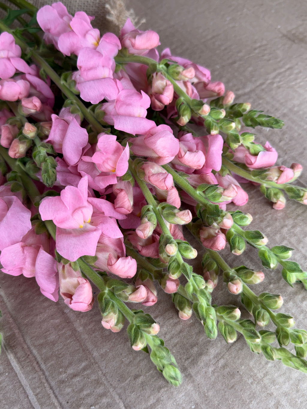 Snapdragon - Potomac Light Pink