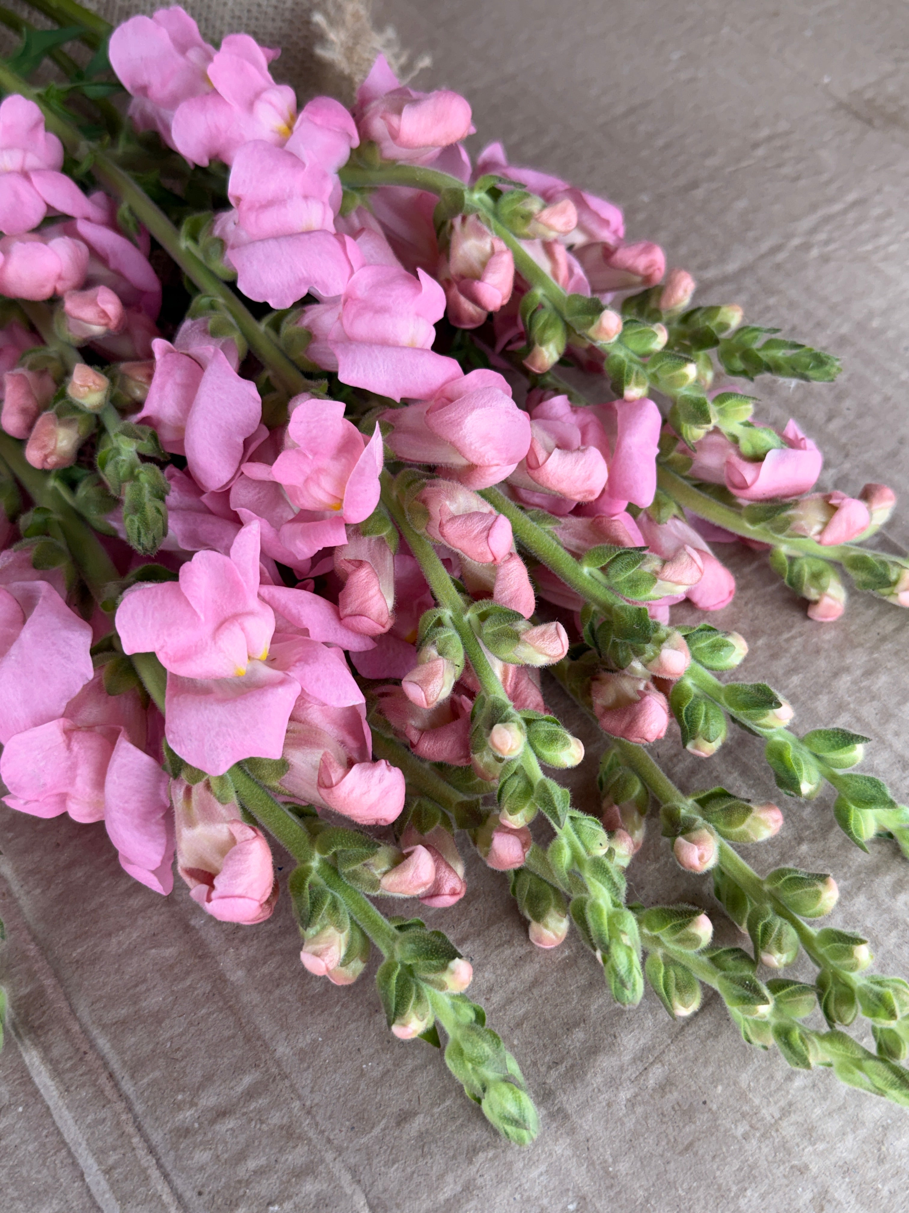 Snapdragon - Potomac Light Pink