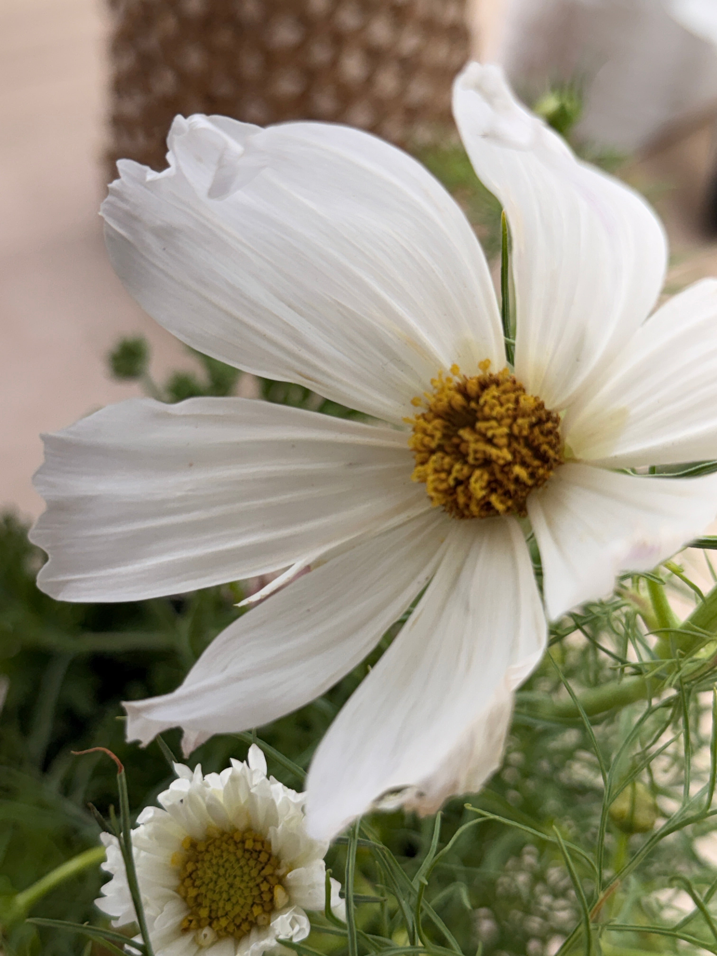Cosmos - Afternoon White