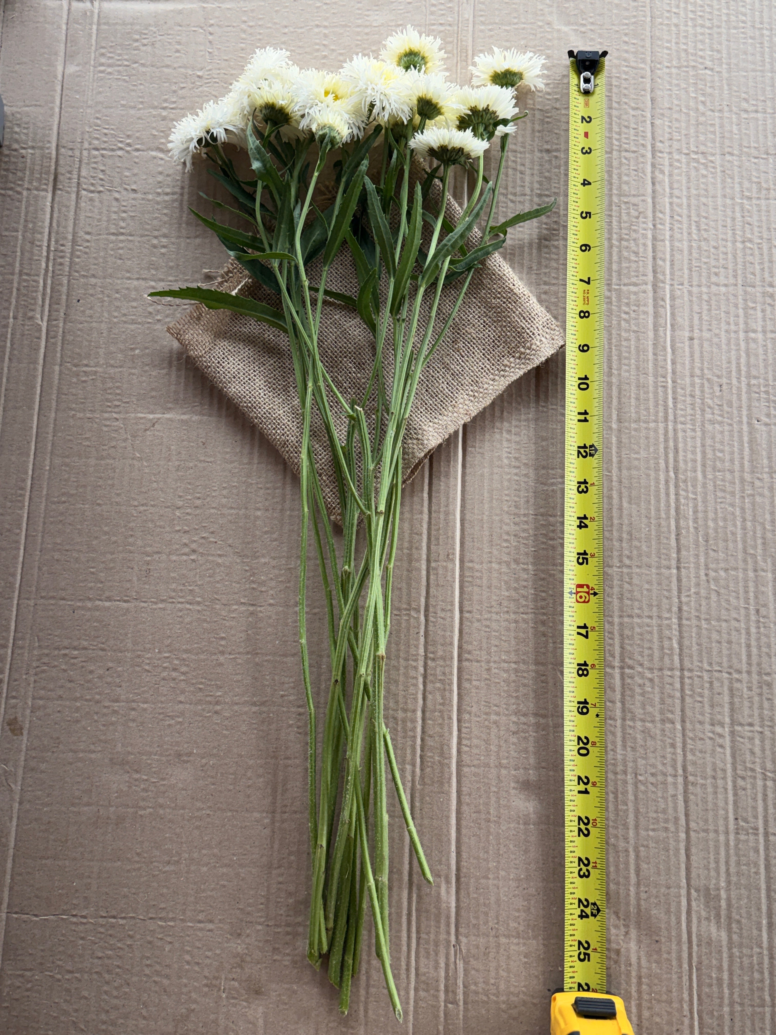 Daisy - Tall Double White