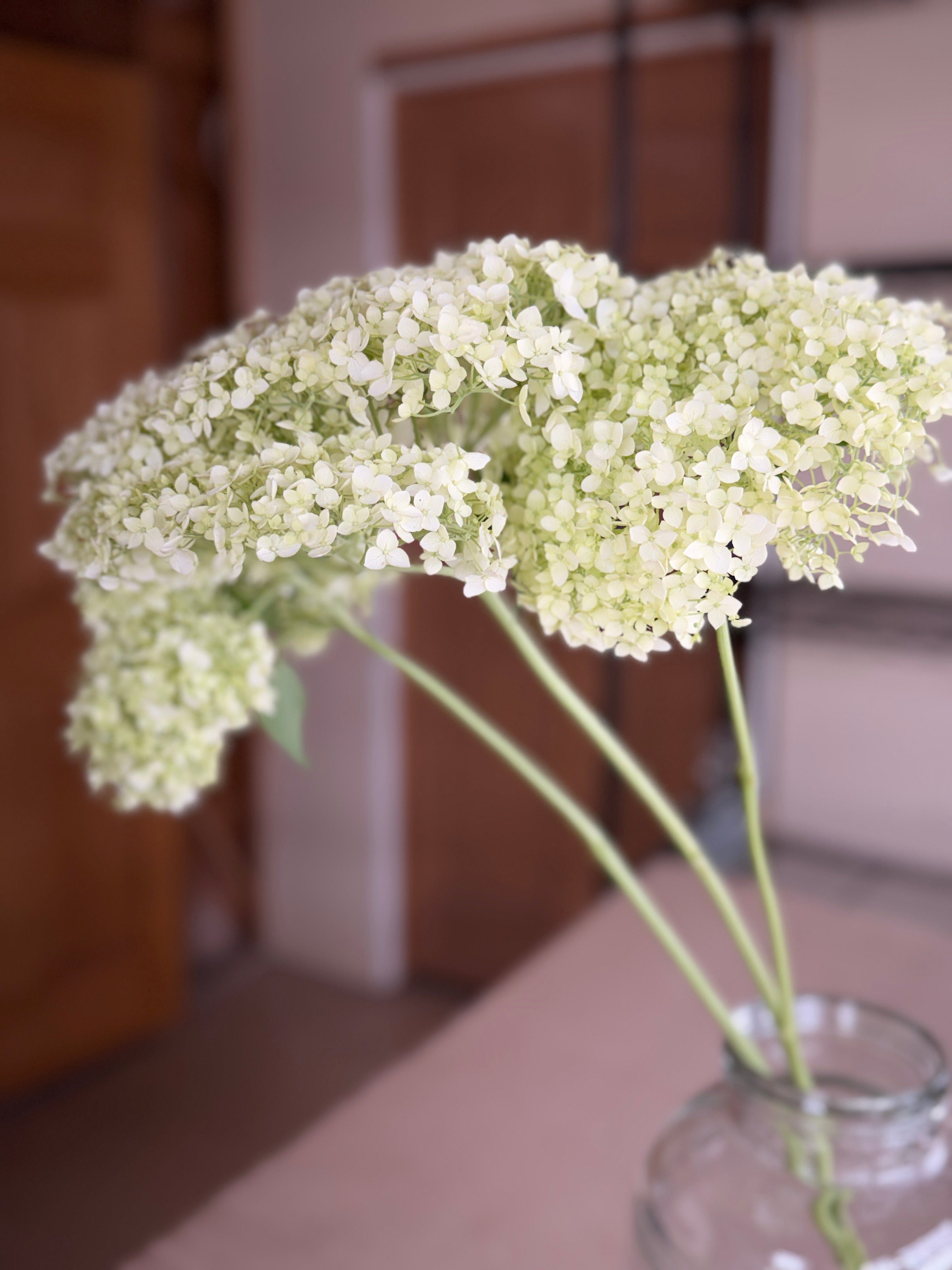 Hydrangea - Large White