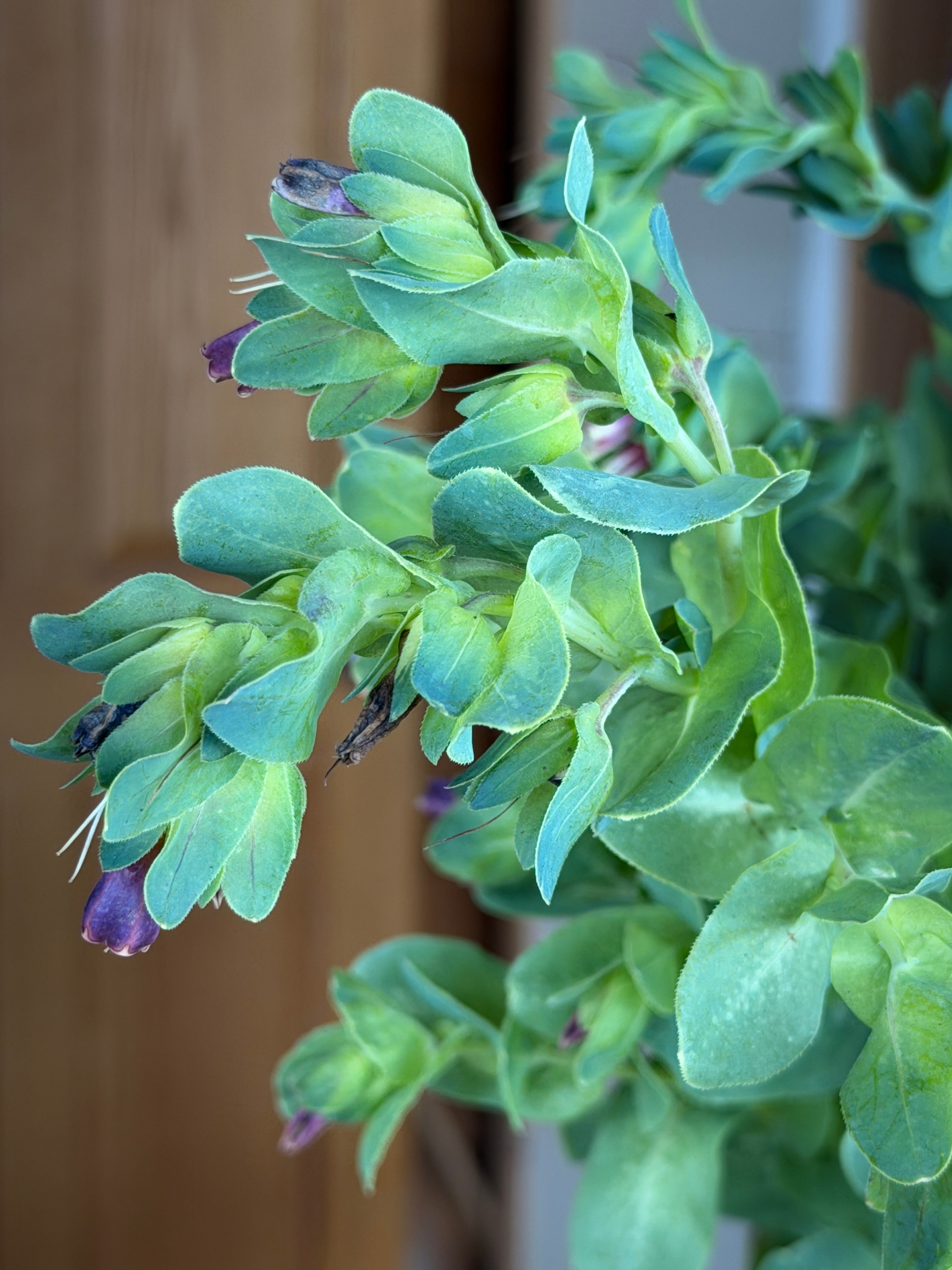 Cerinthe