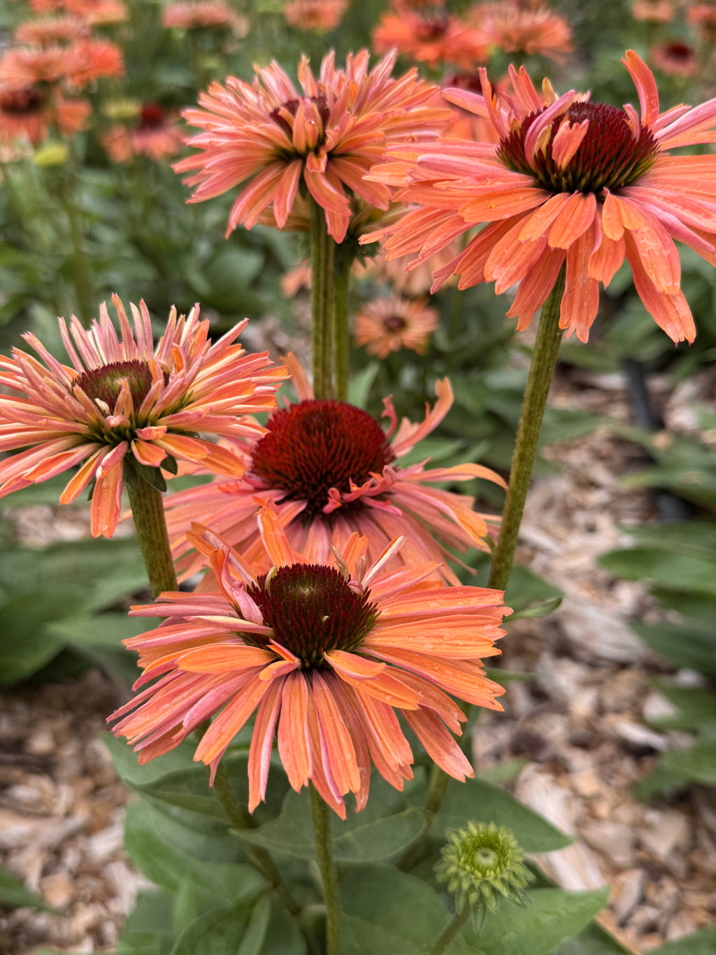 Echinacea - Pumpkin Spice