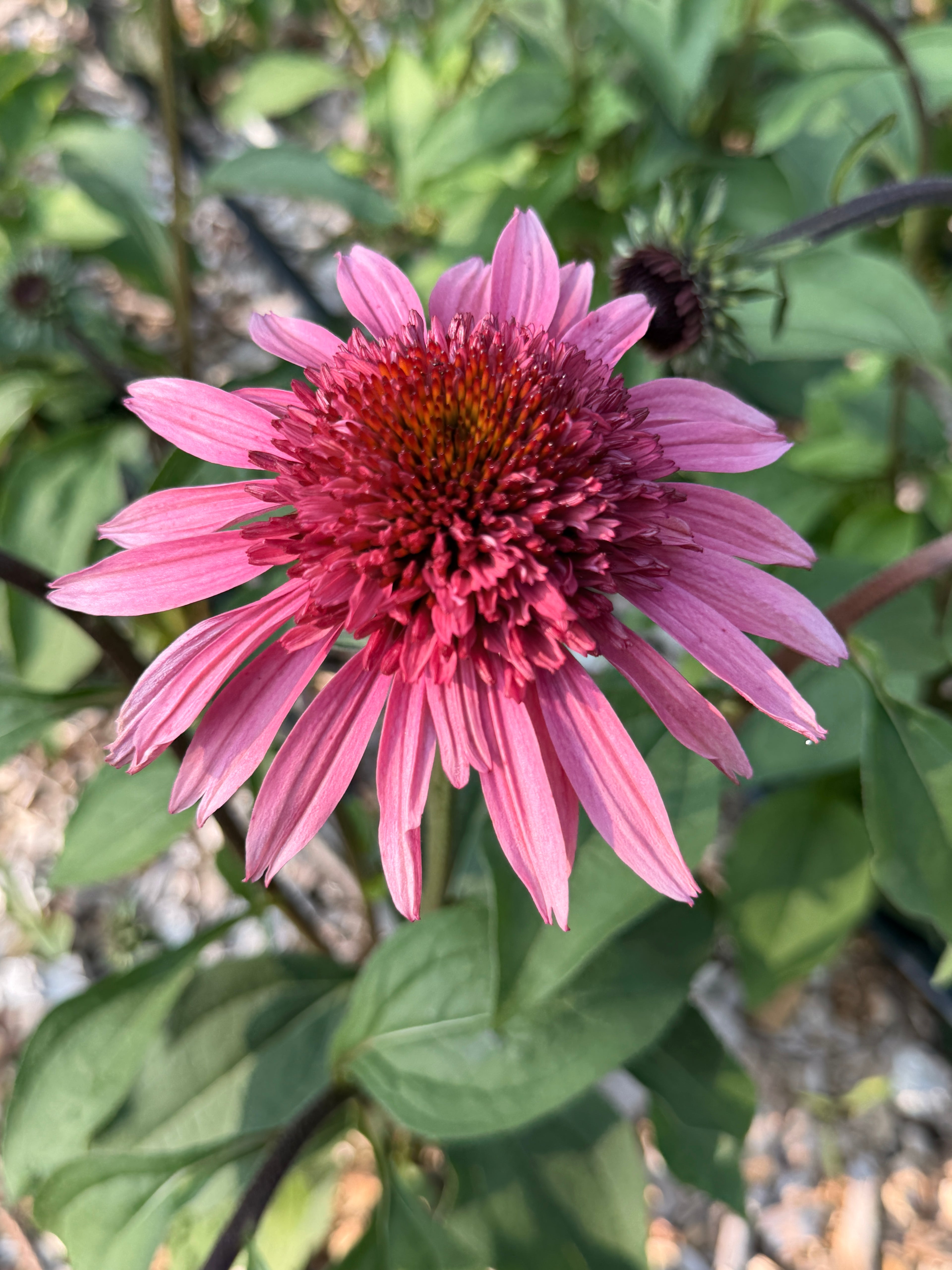 PomPon Echinacea - Raspberry