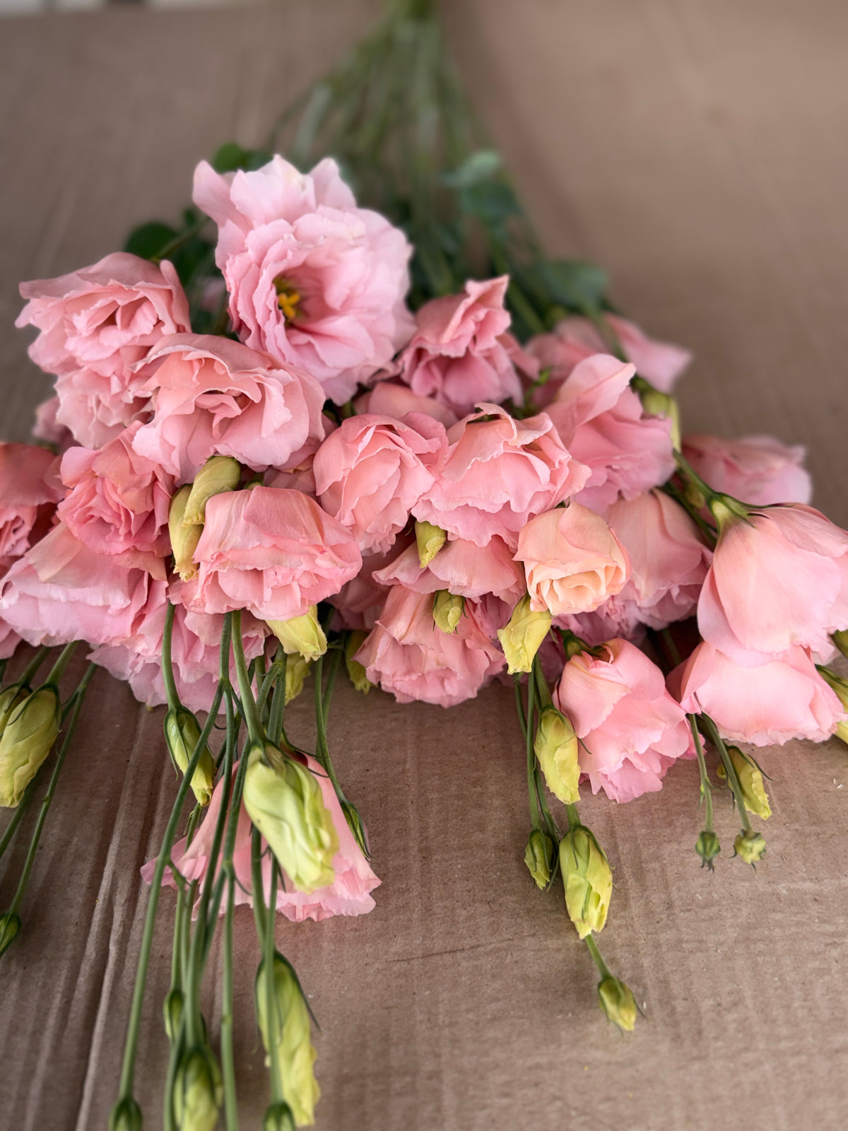 Lisianthus - Peach