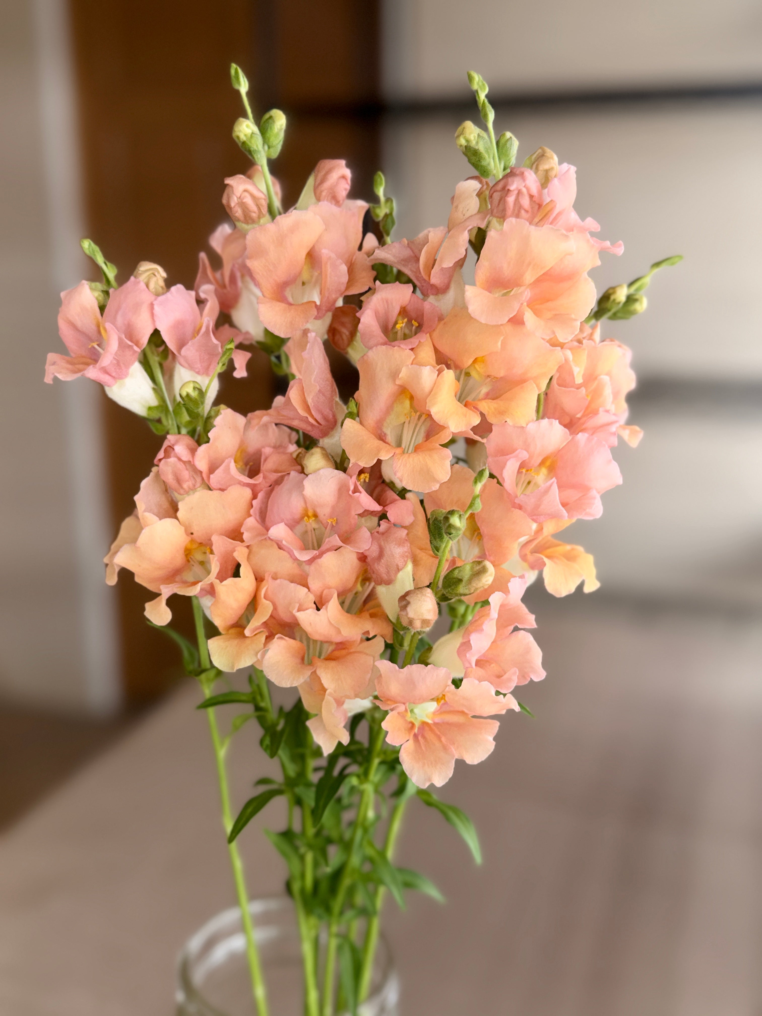 Snapdragon - Chantily Light Salmon