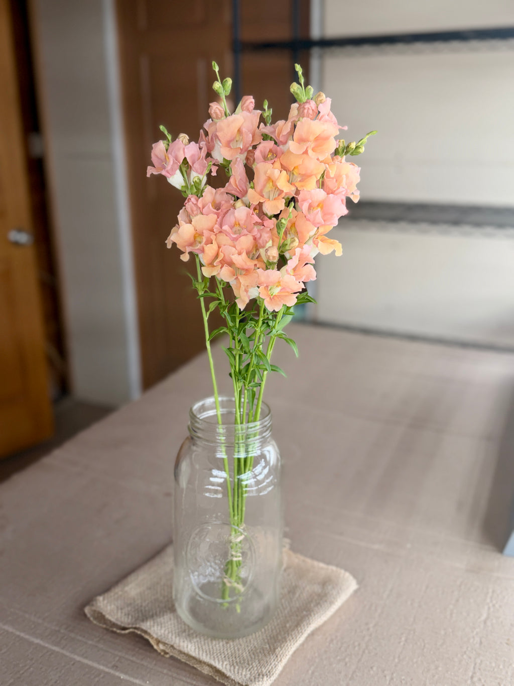 Snapdragon - Chantily Light Salmon