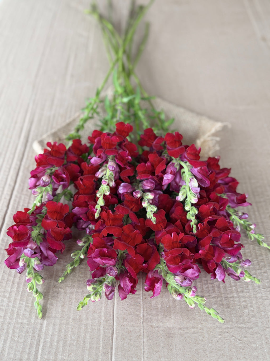 Snapdragon - Potomac Red
