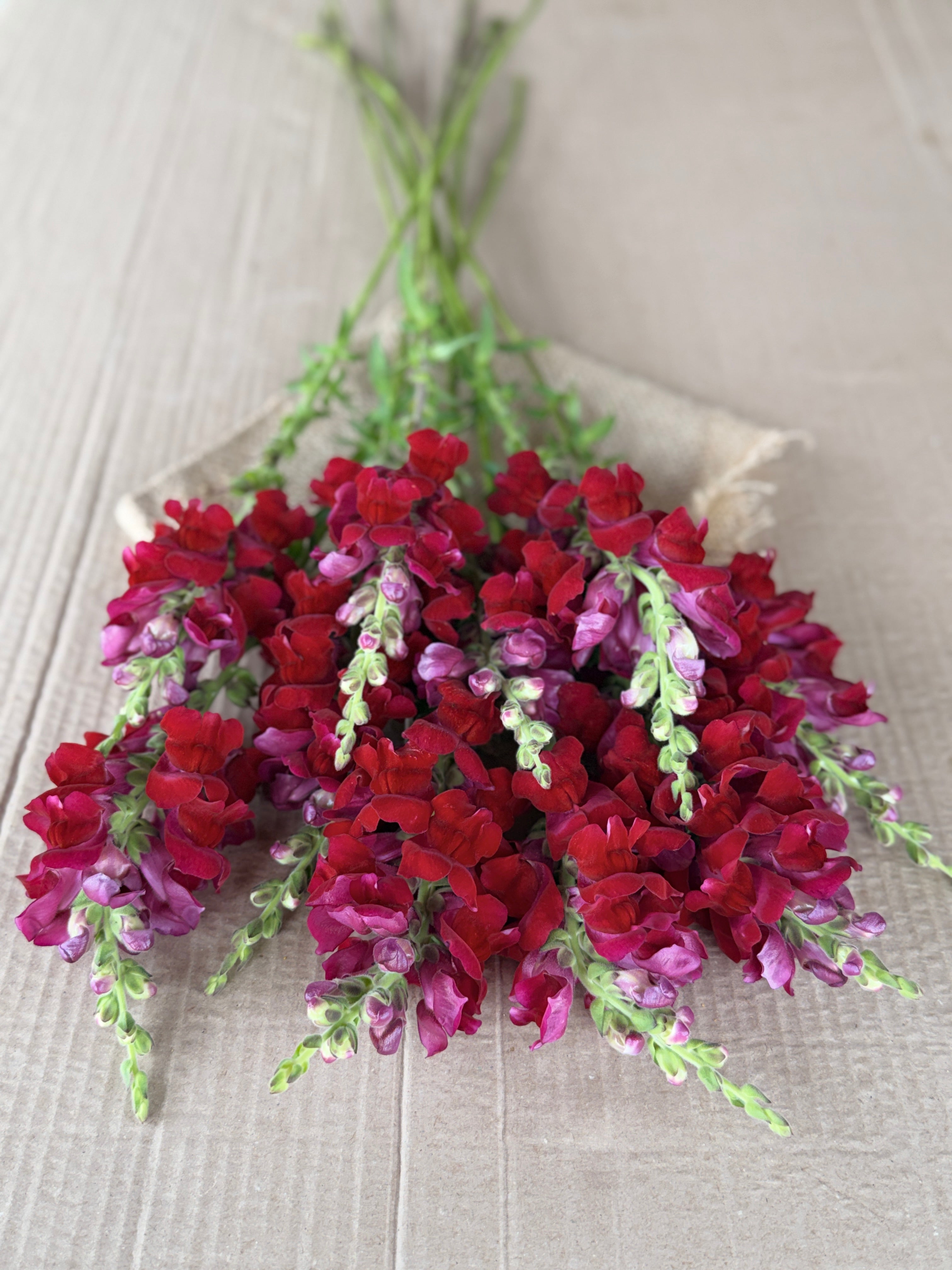 Snapdragon - Potomac Red
