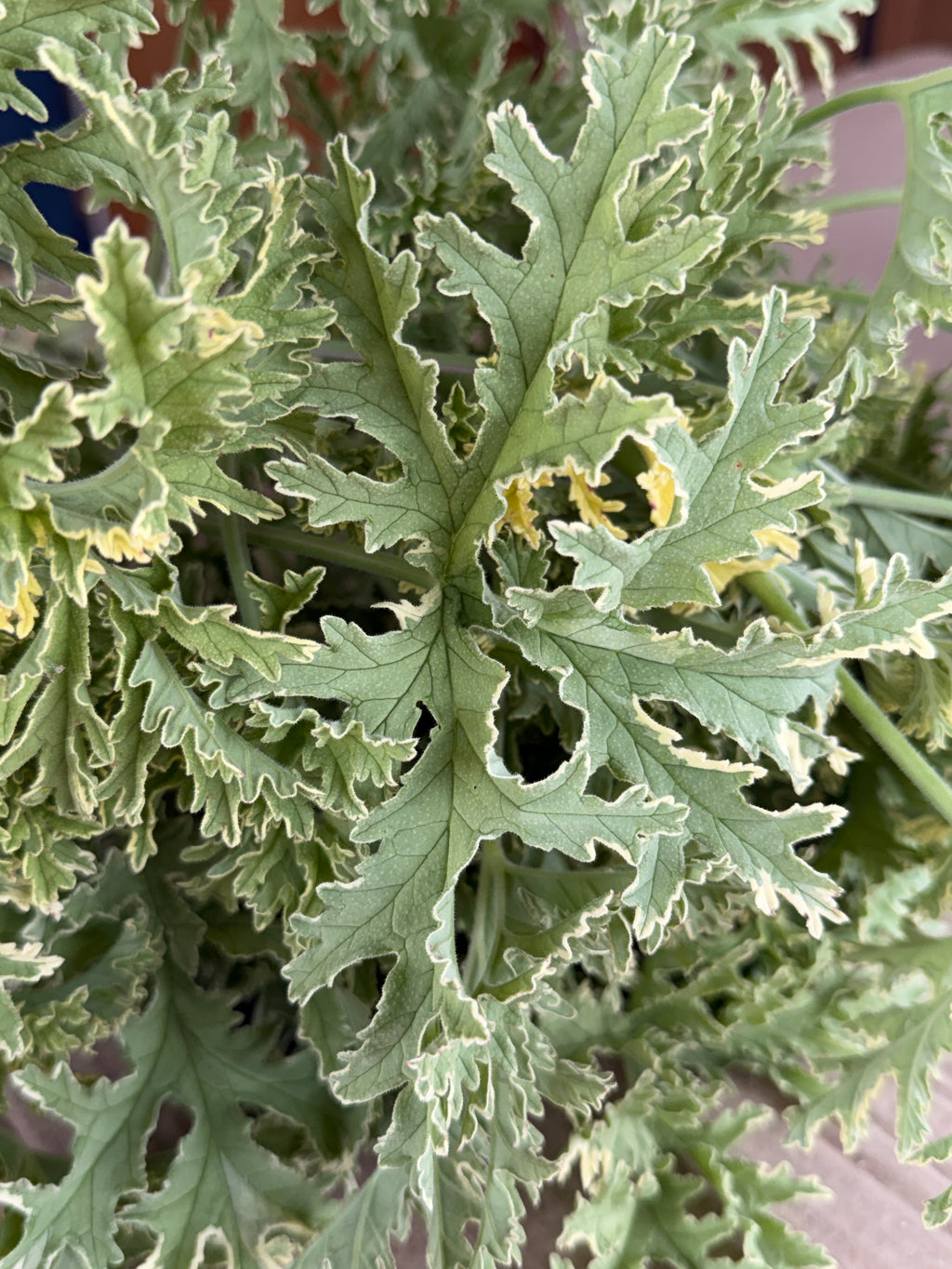 Scented Geranium - variegated